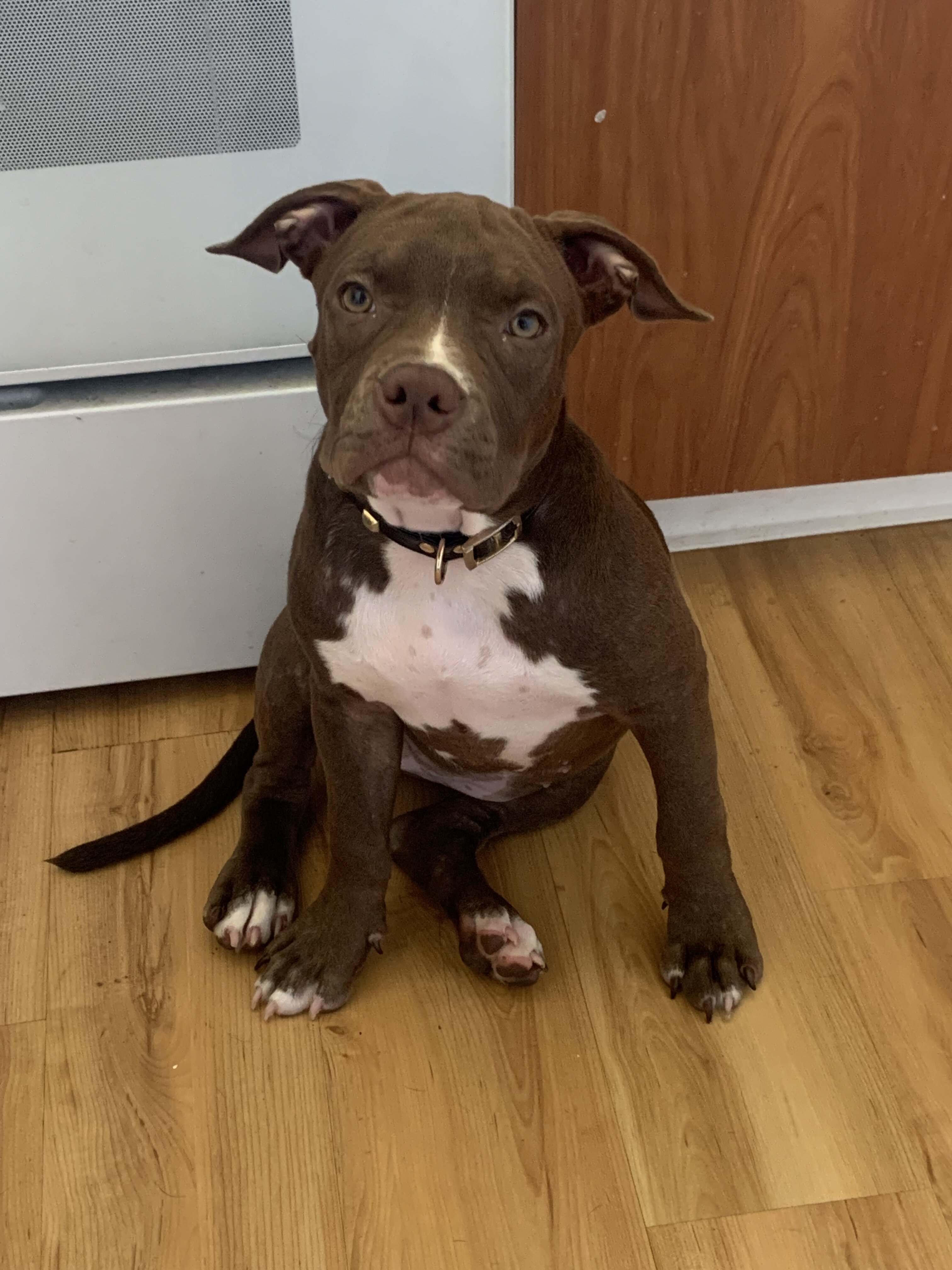 Rehoming Bully puppies image 4