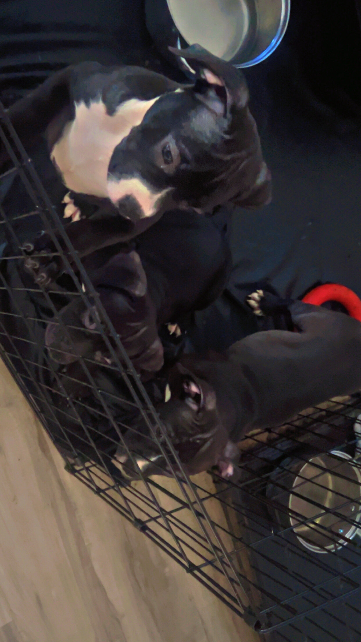 Rehoming Bully puppies image 2