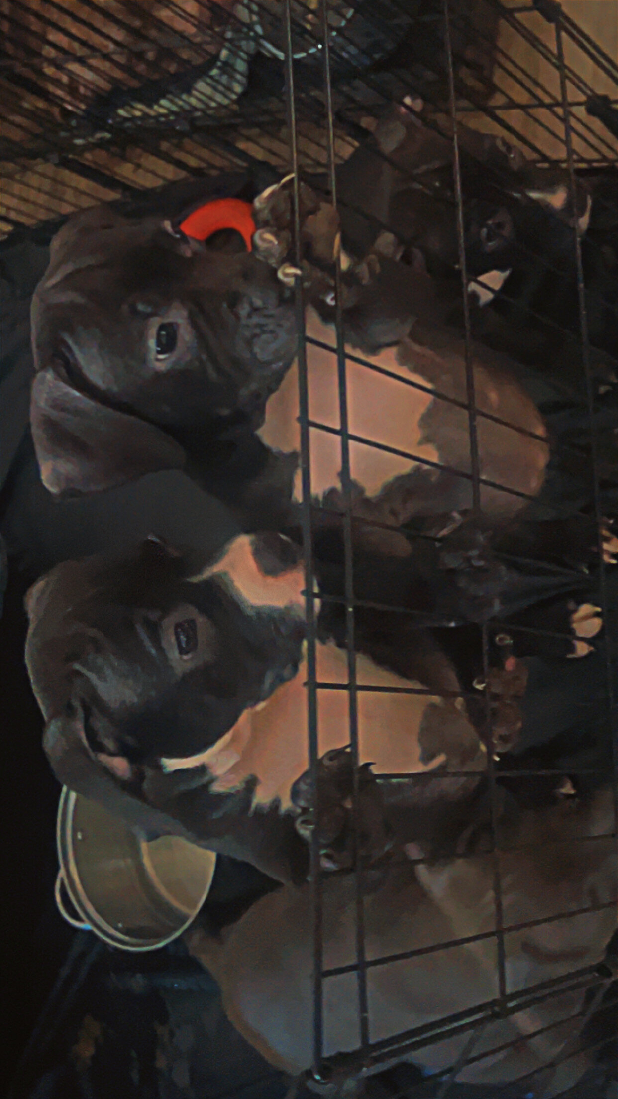 Rehoming Bully puppies image 1