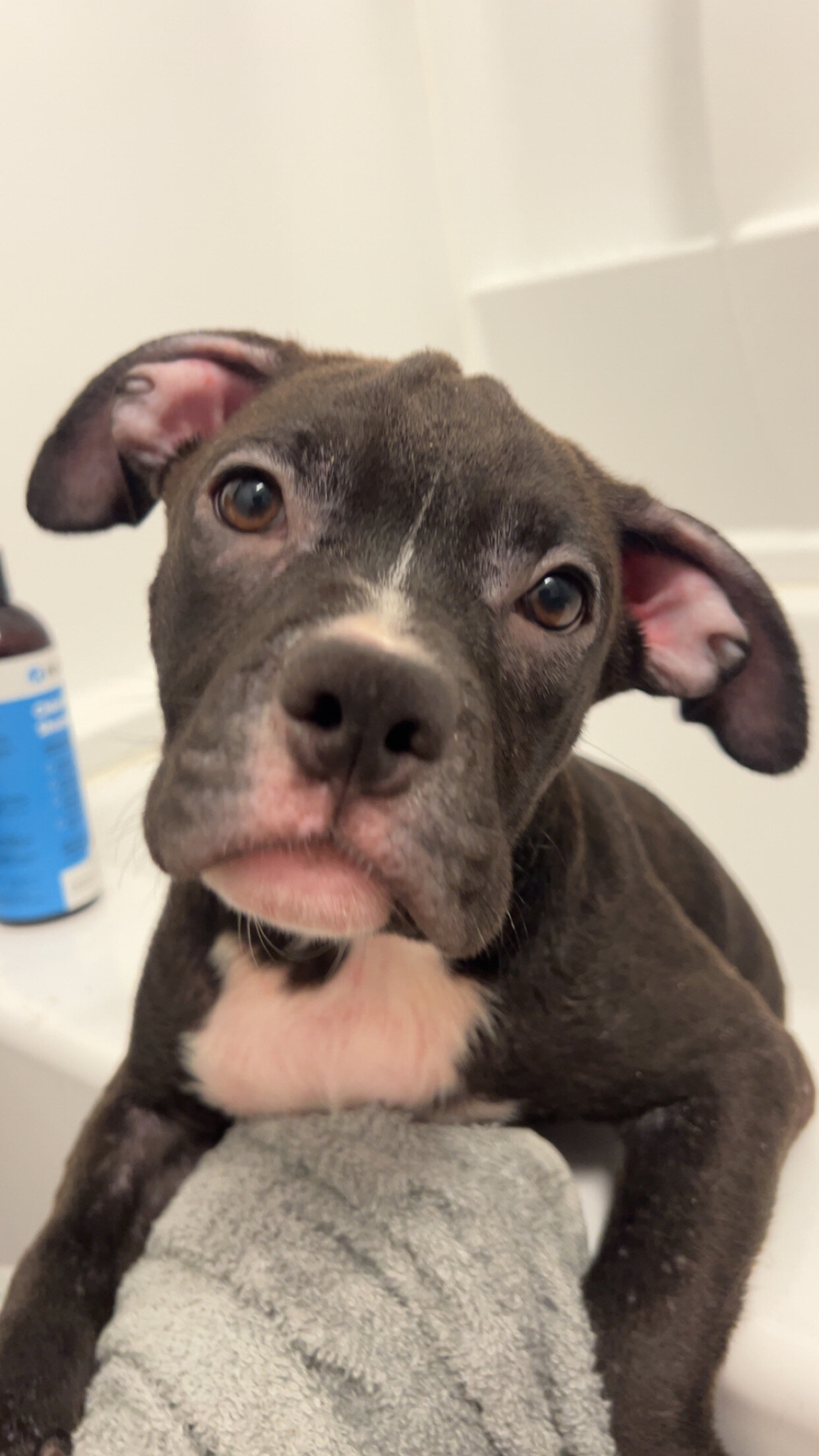 Rehoming Bully puppies image 7