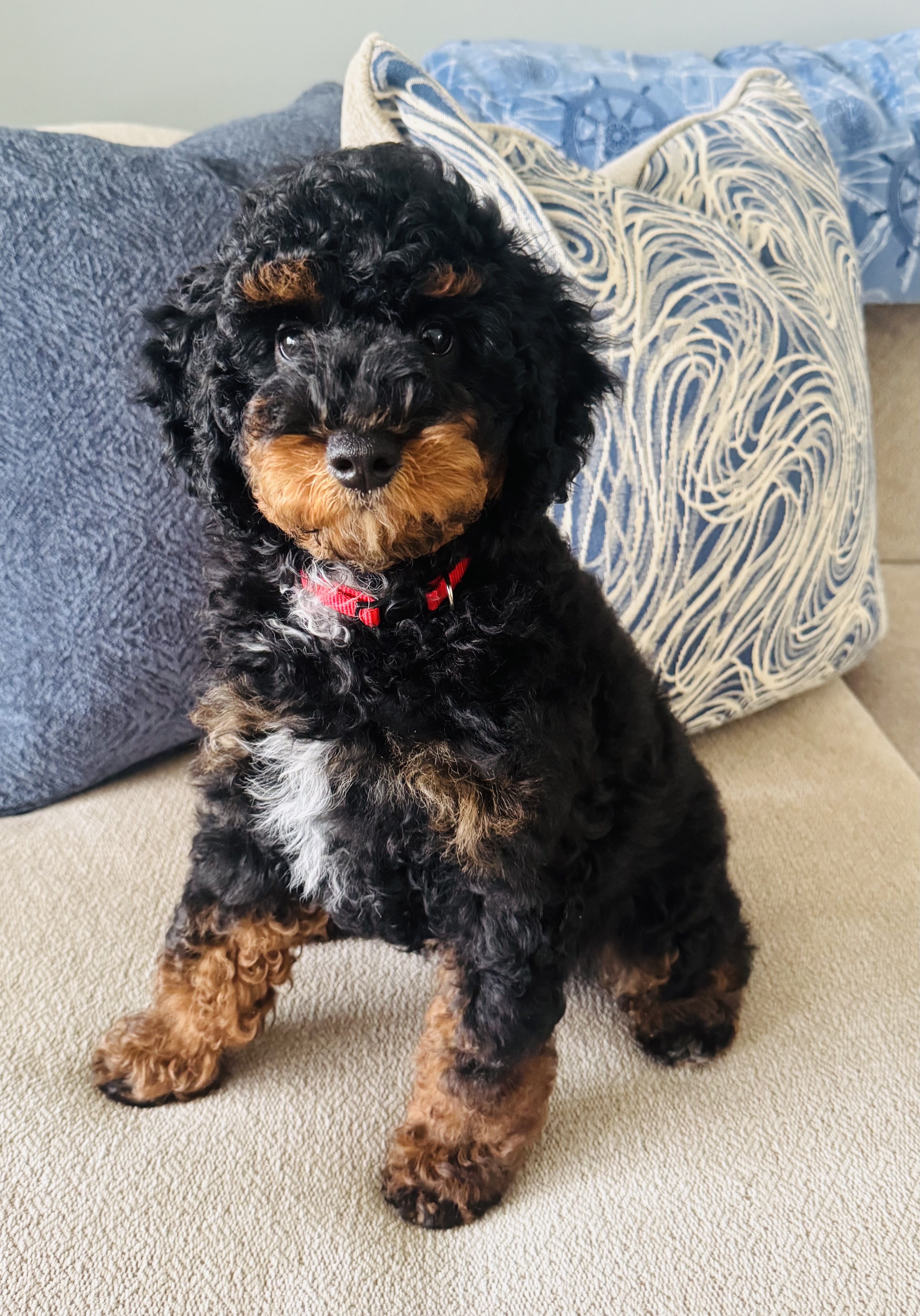 Mini poodles image 2
