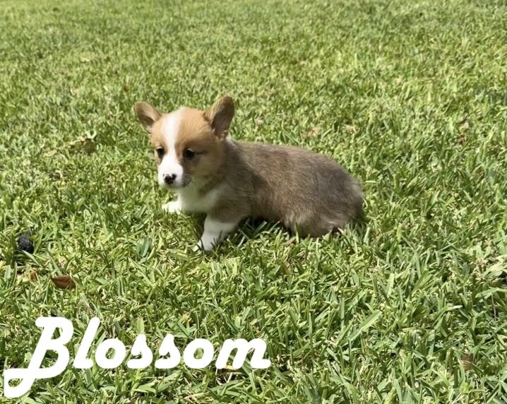 AKC Registered Pembroke Welsh Corgis image 5