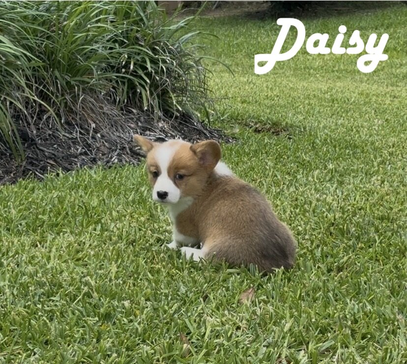 AKC Registered Pembroke Welsh Corgis image 6