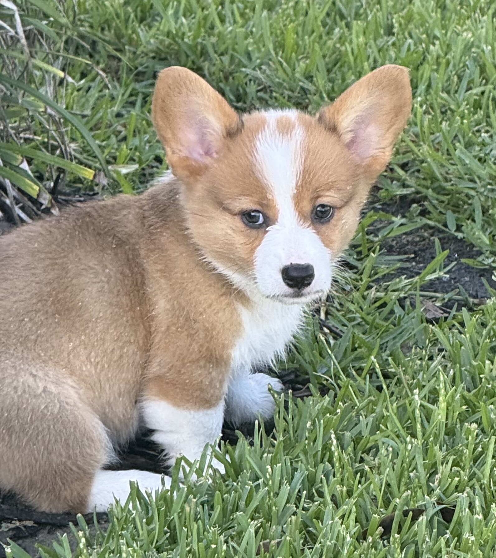 AKC Registered Pembroke Welsh Corgis image 2