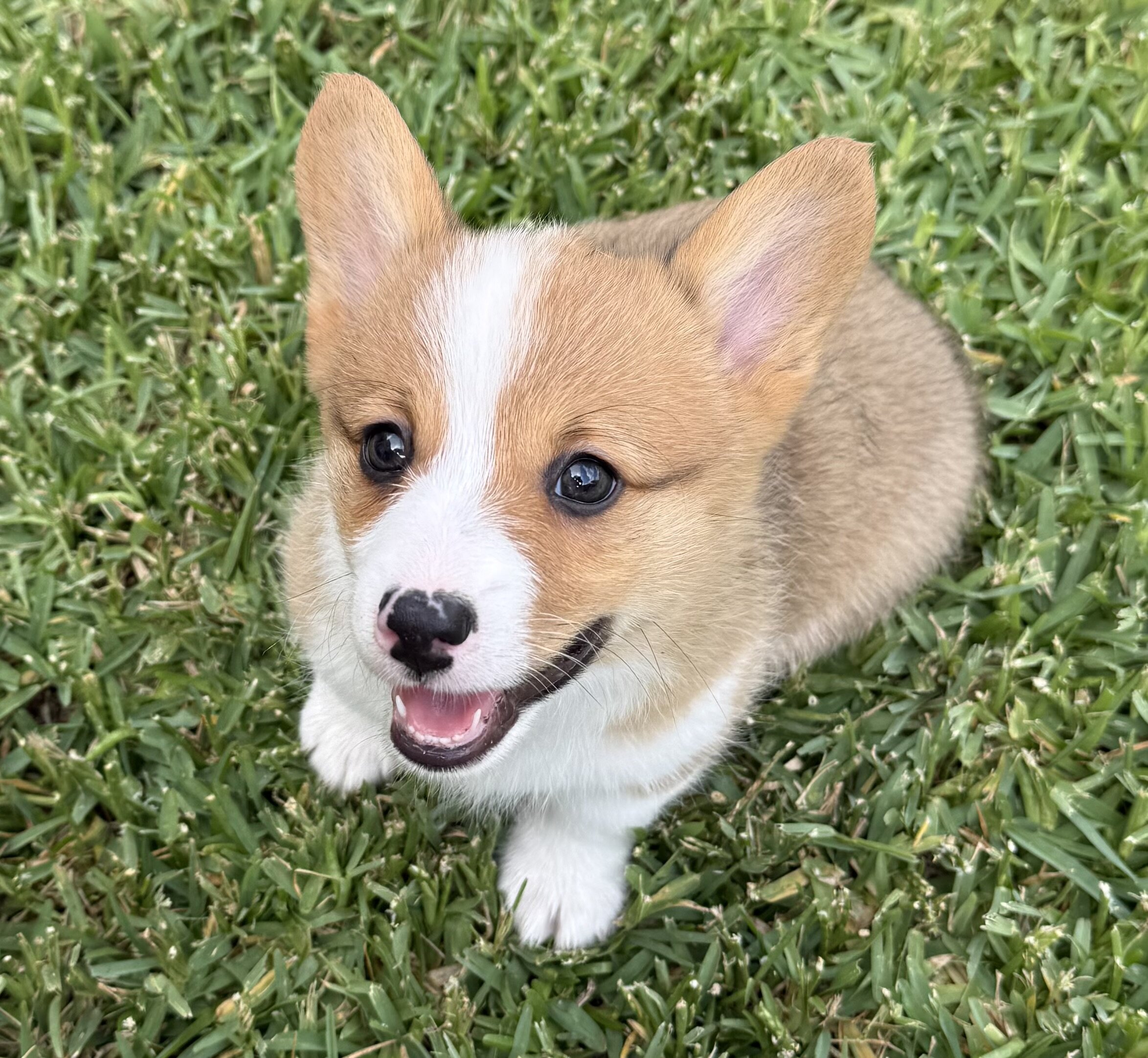 AKC Registered Pembroke Welsh Corgis image 3