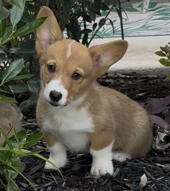 AKC Registered Pembroke Welsh Corgis image 4