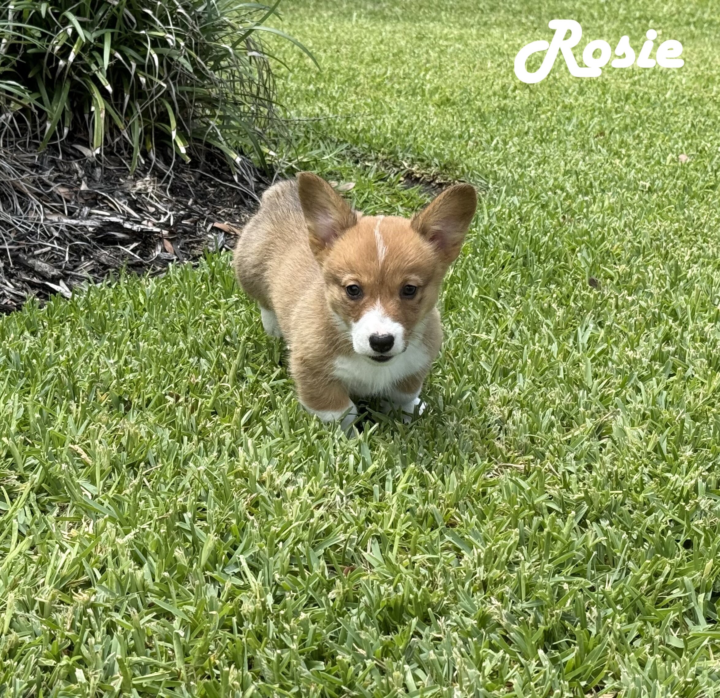 AKC Registered Pembroke Welsh Corgis image 7