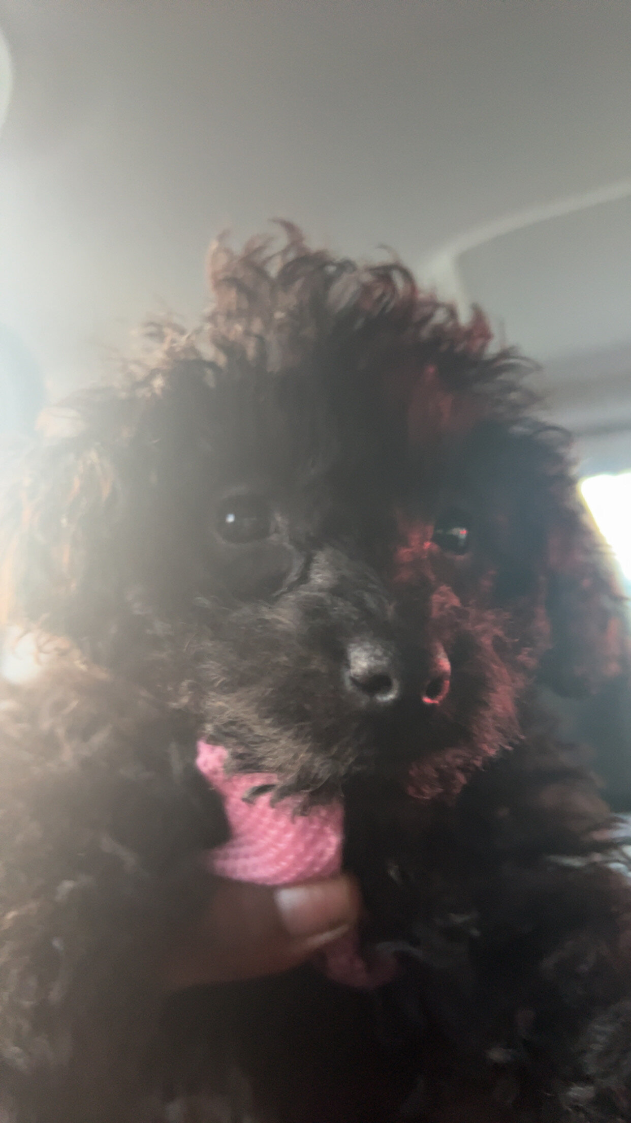 Eve the Mini poodle image 1