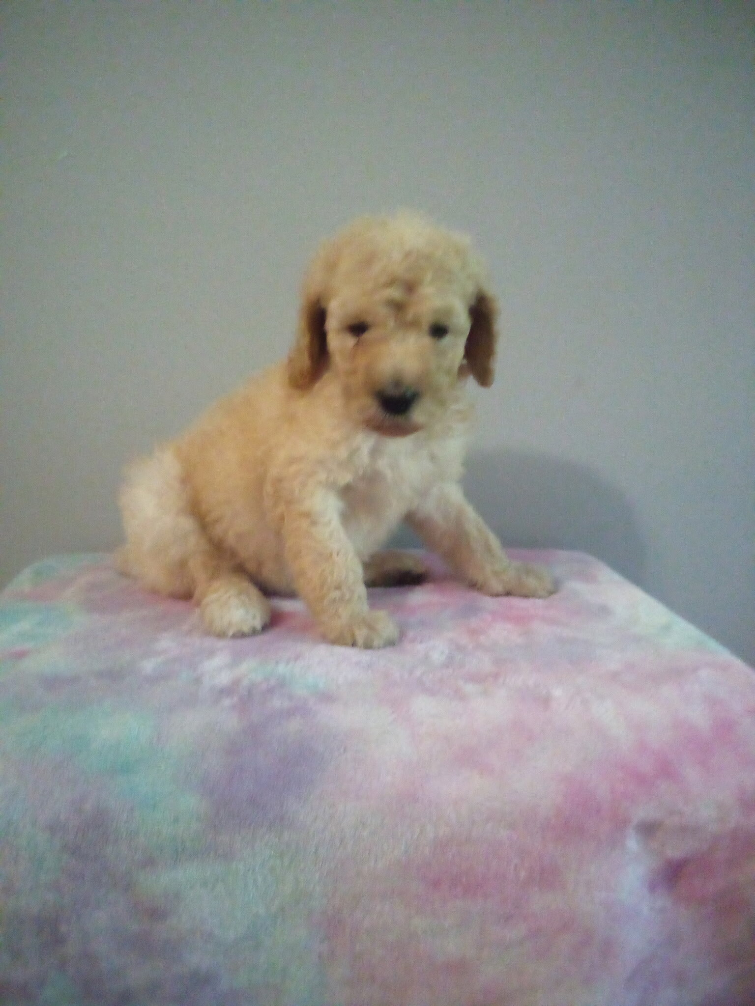 AKC Standard Poodles image 1