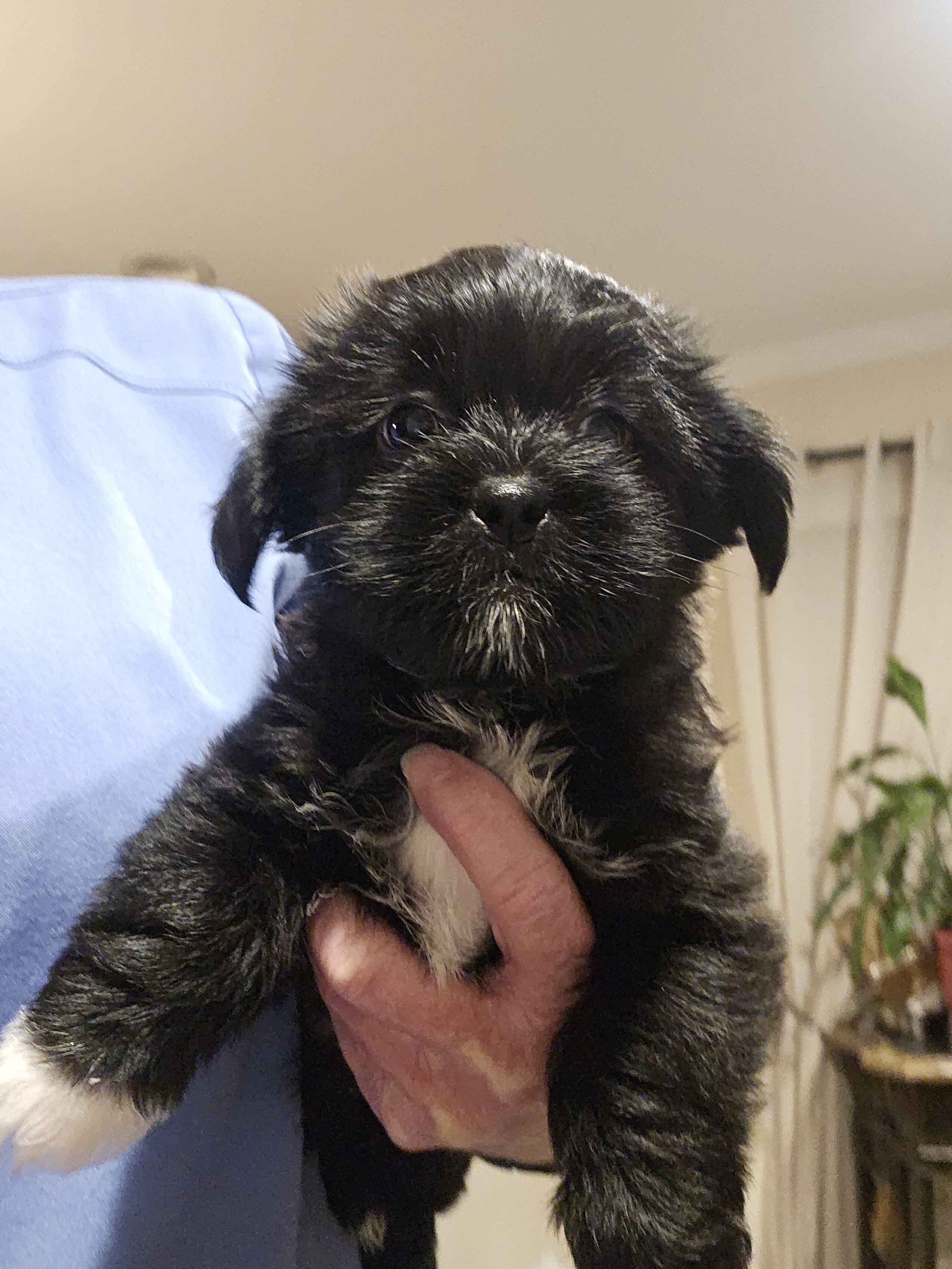 Shorkie pup - female image 1