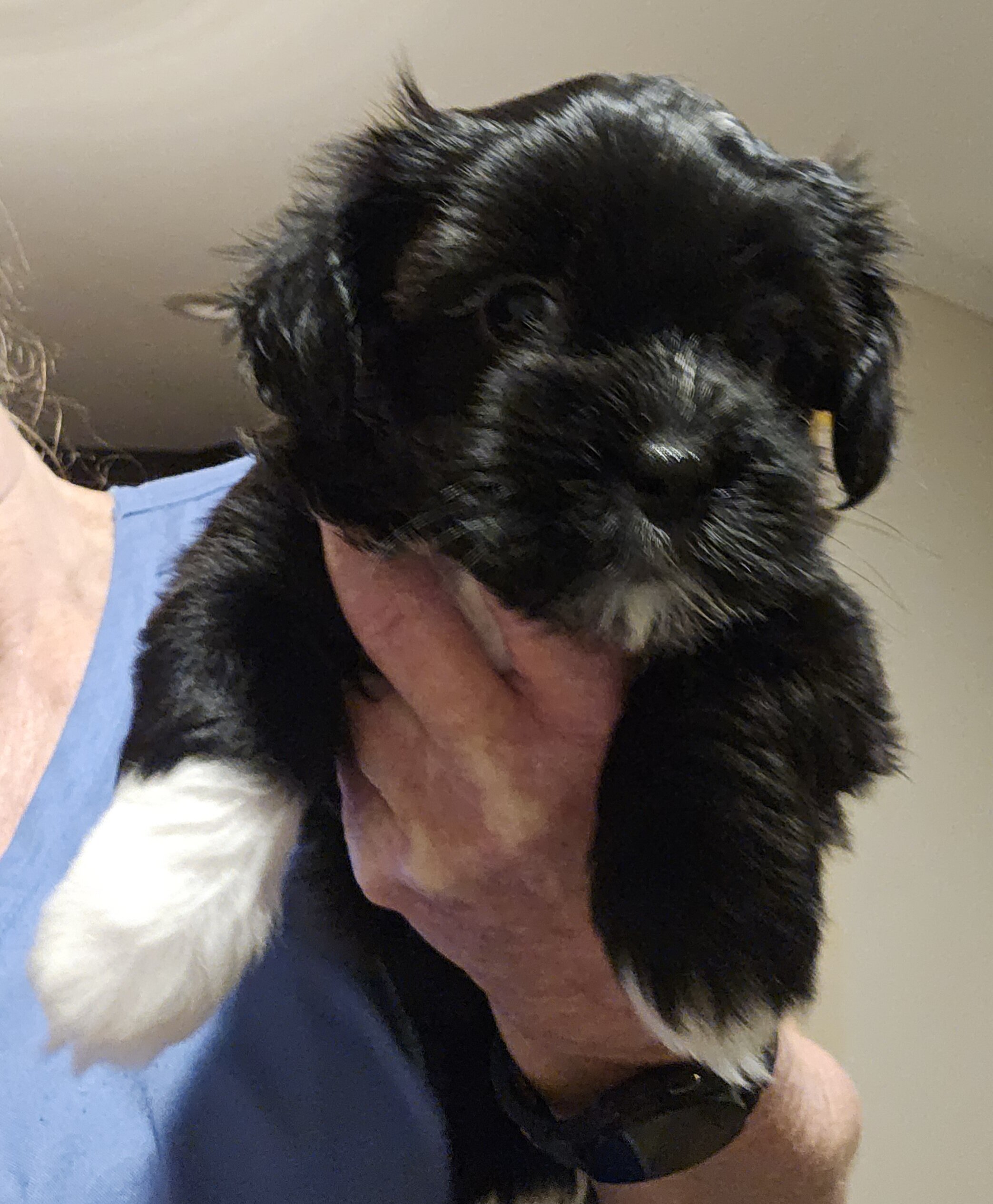 Shorkie pup - female image 2