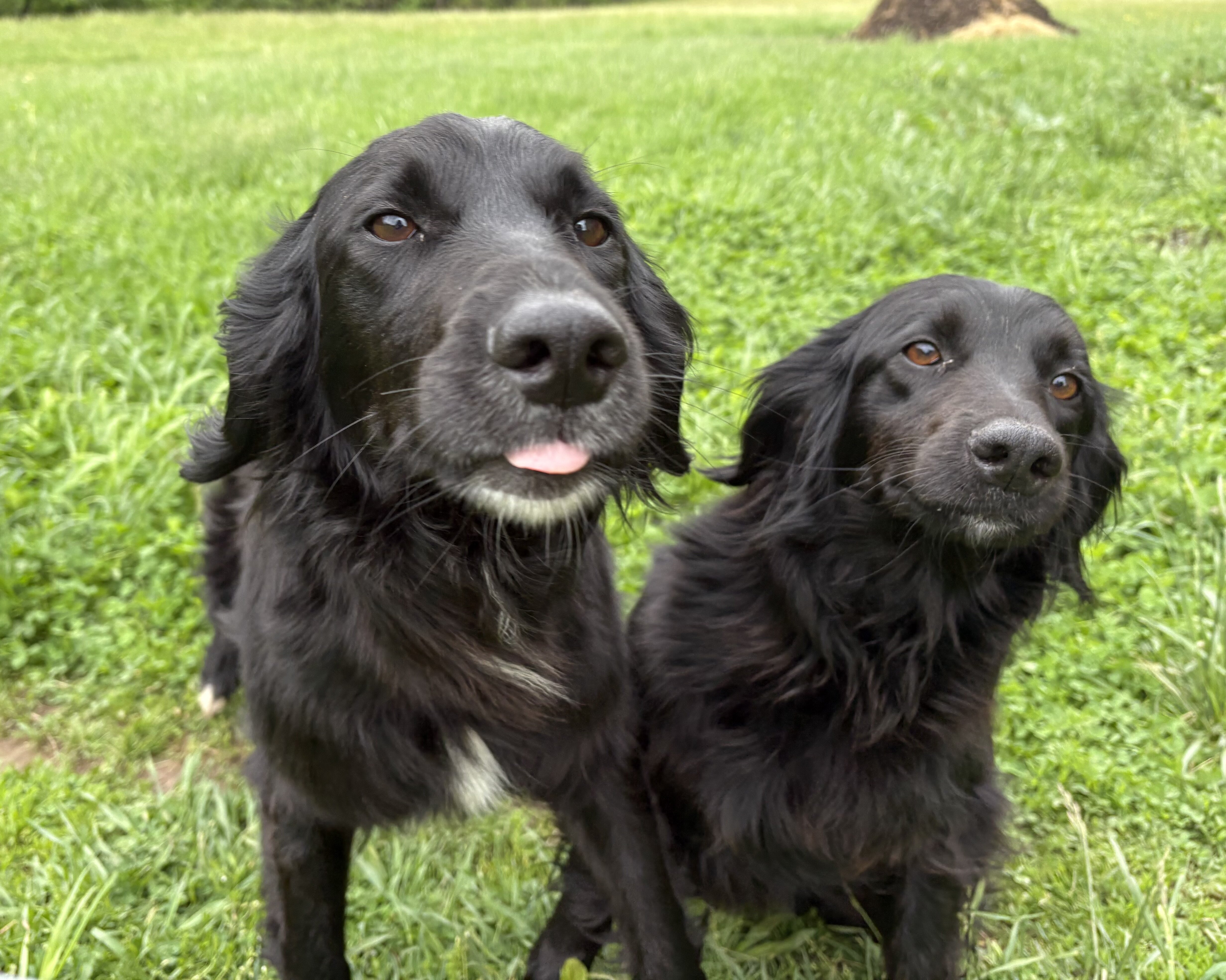 Border Collie/Irish Setter Mix image 1