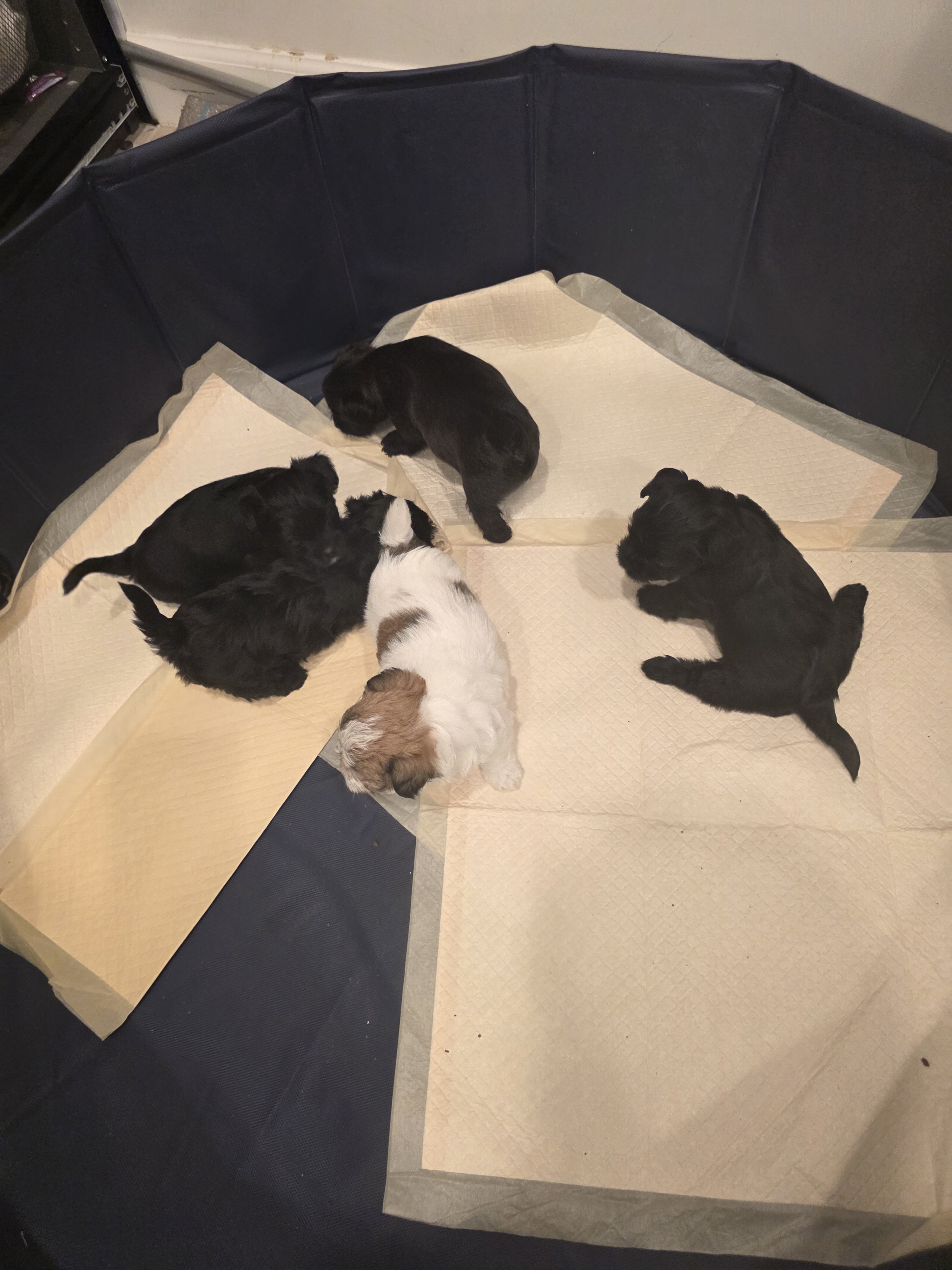 Yorkie puppies image 2
