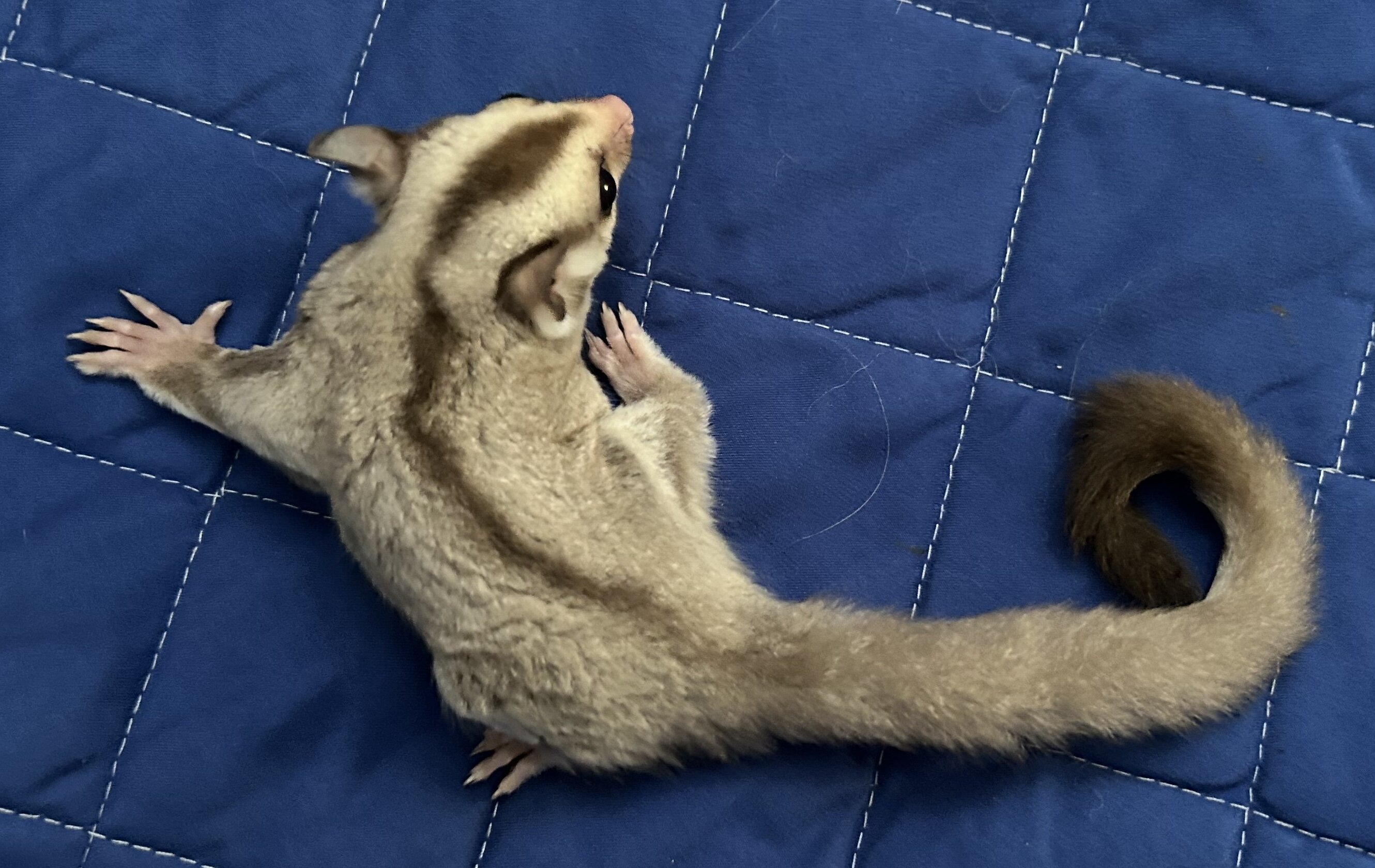 Sugar Glider Joey image 2