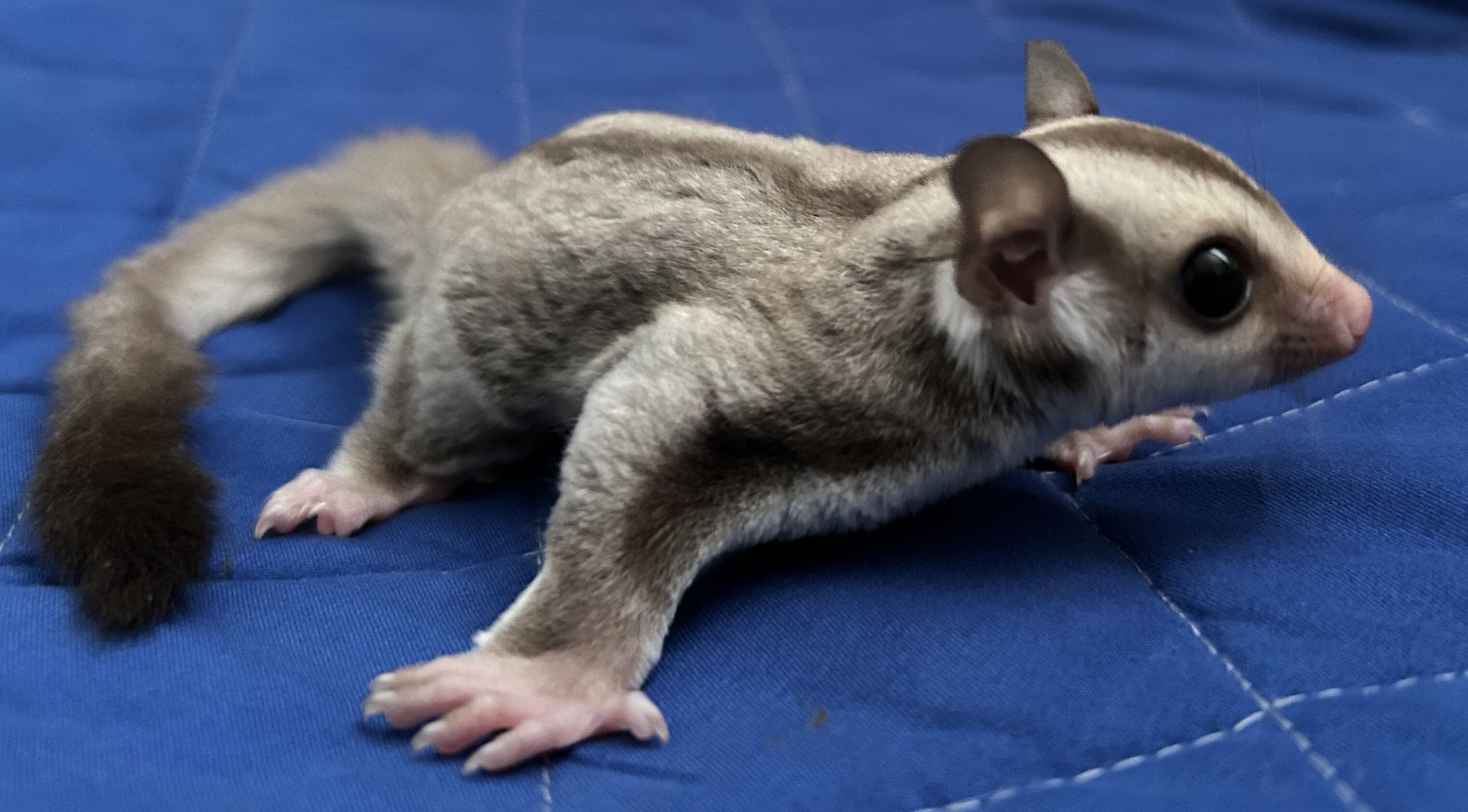 Sugar Glider Joey image 3
