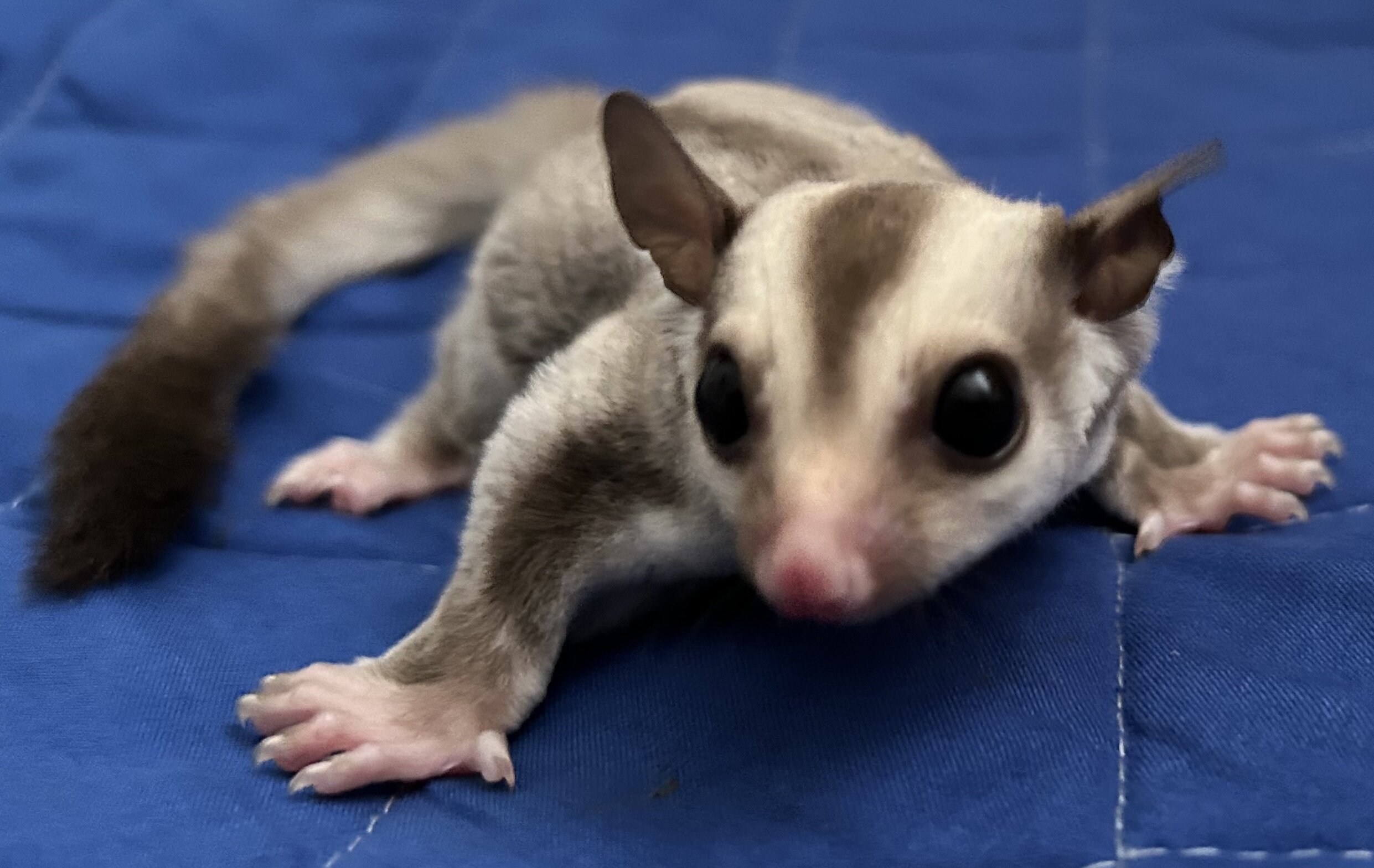 Sugar Glider Joey image 4