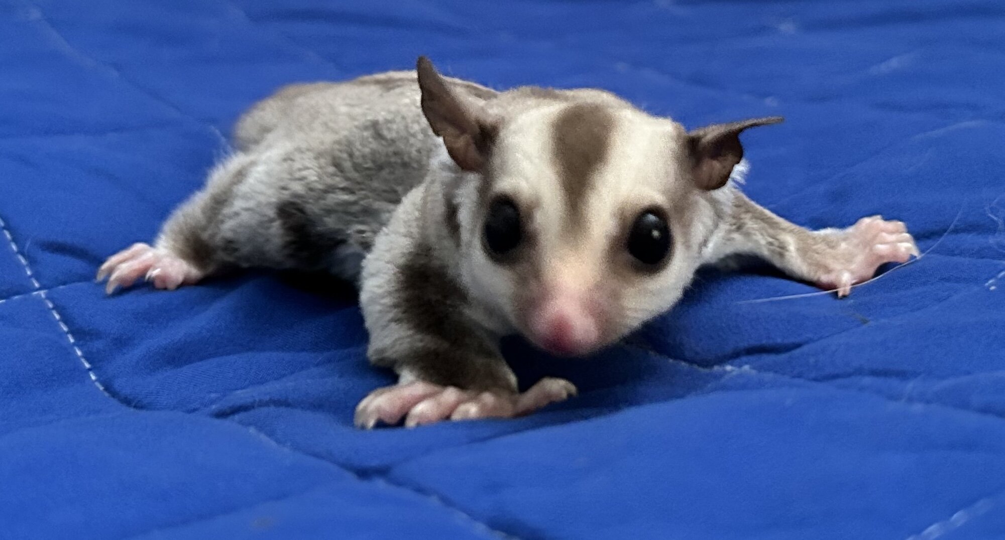 Sugar Glider Joey image 1