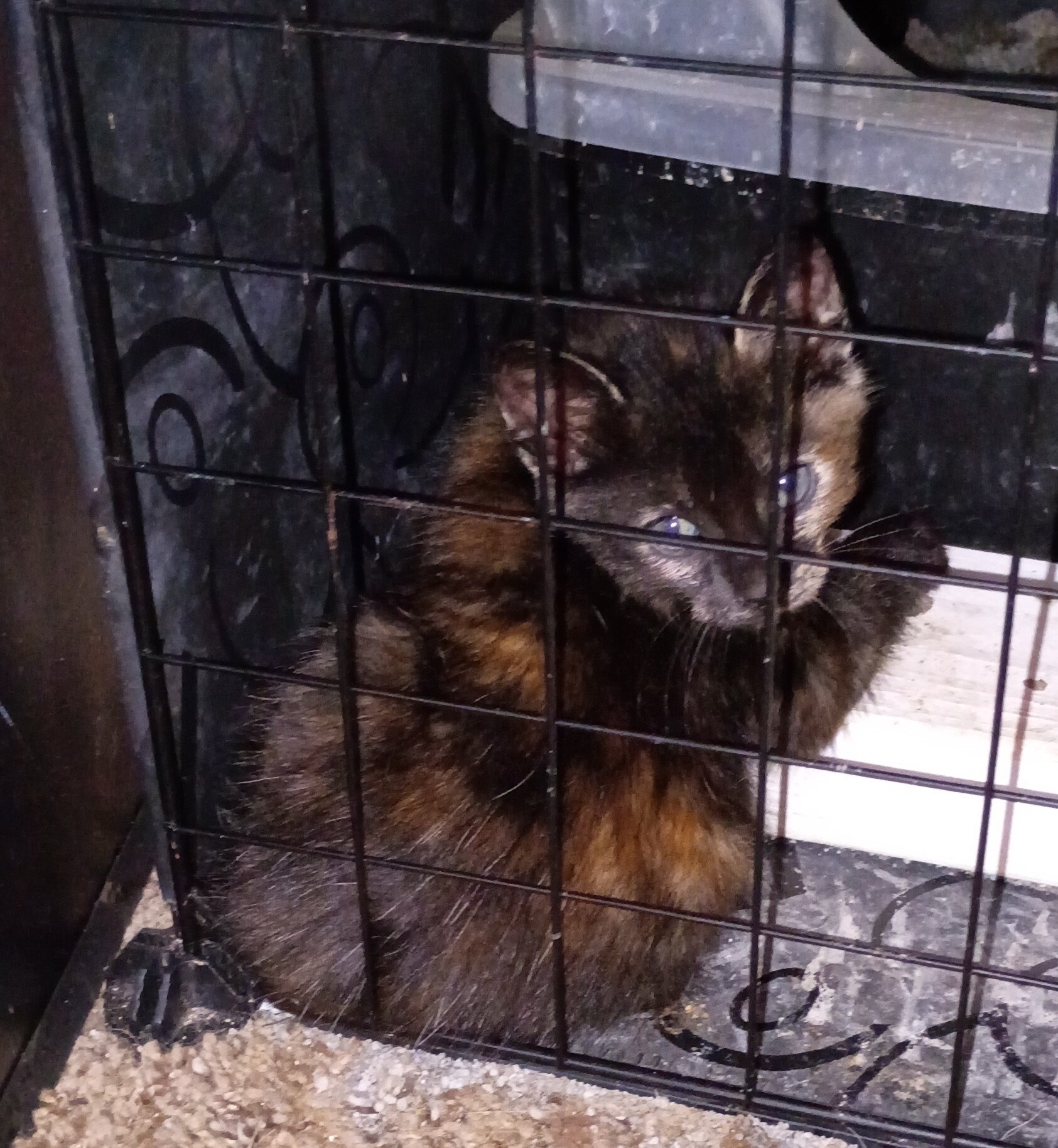 Kittens free to good home image 7