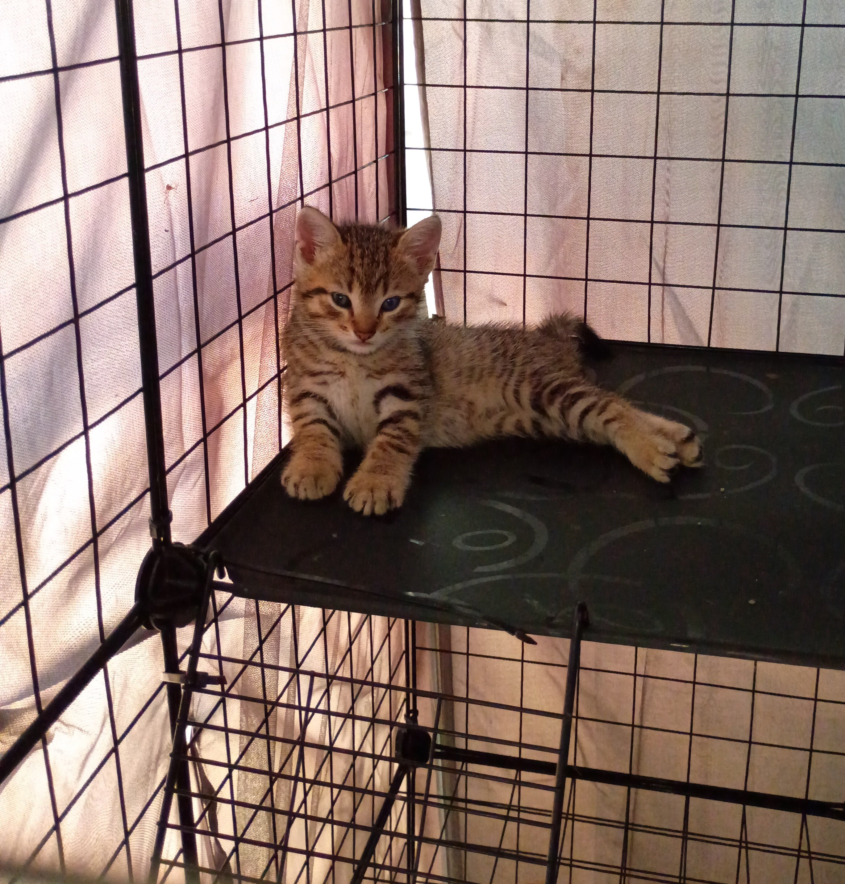 Kittens free to good home image 10