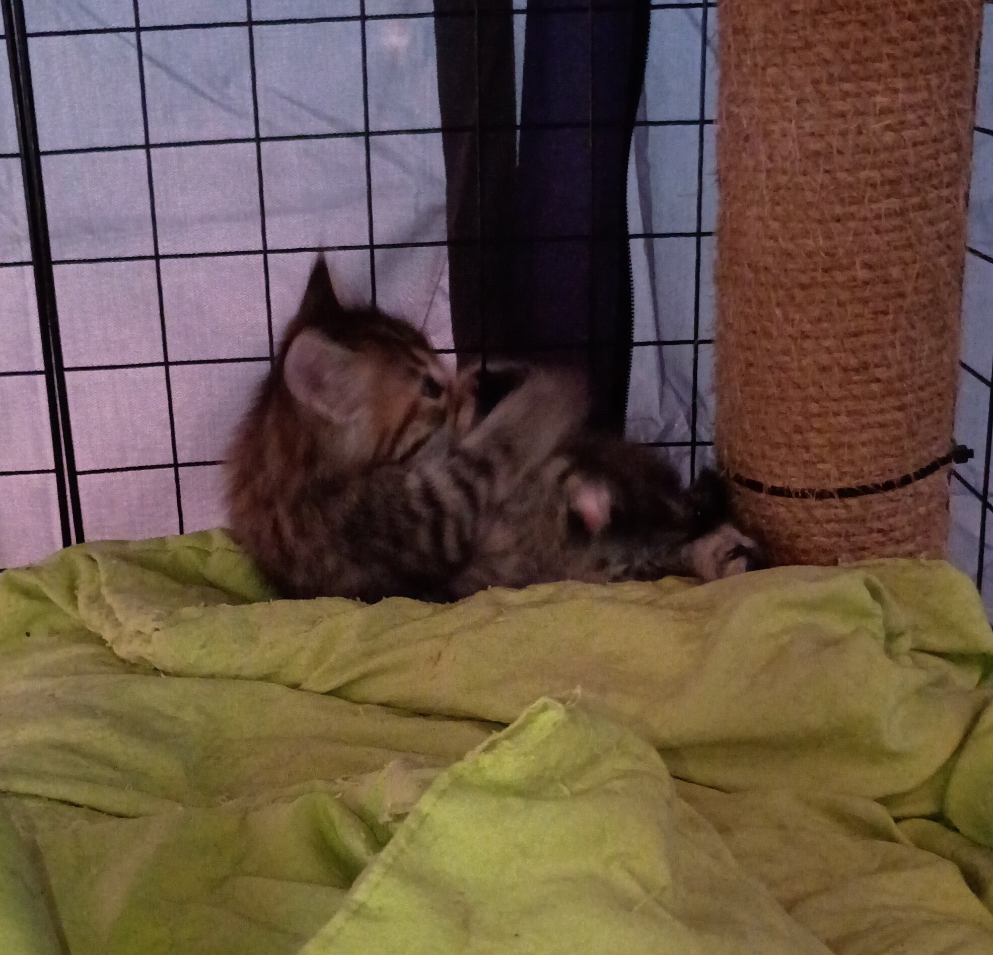Kittens free to good home image 9