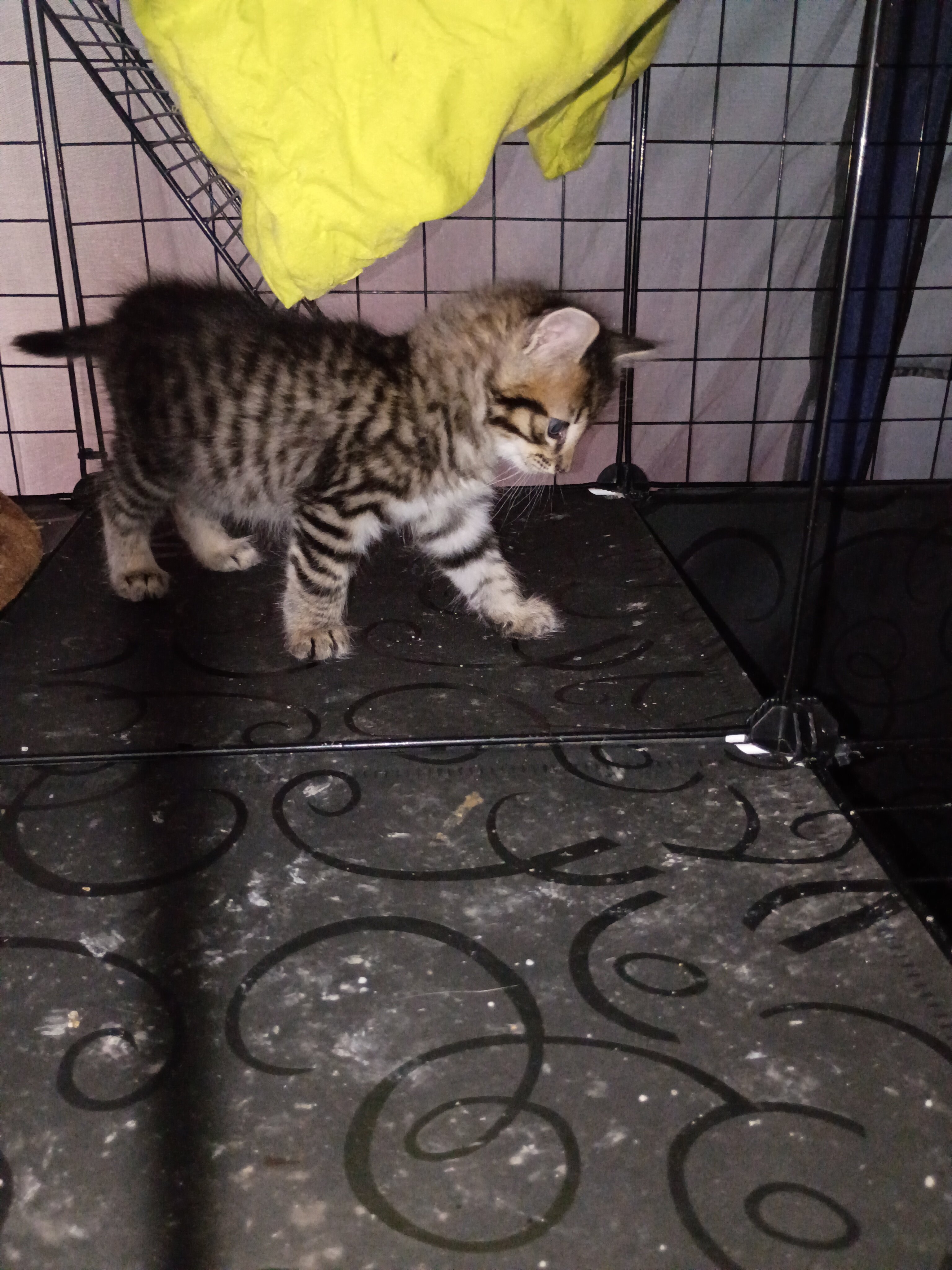 Kittens free to good home image 6