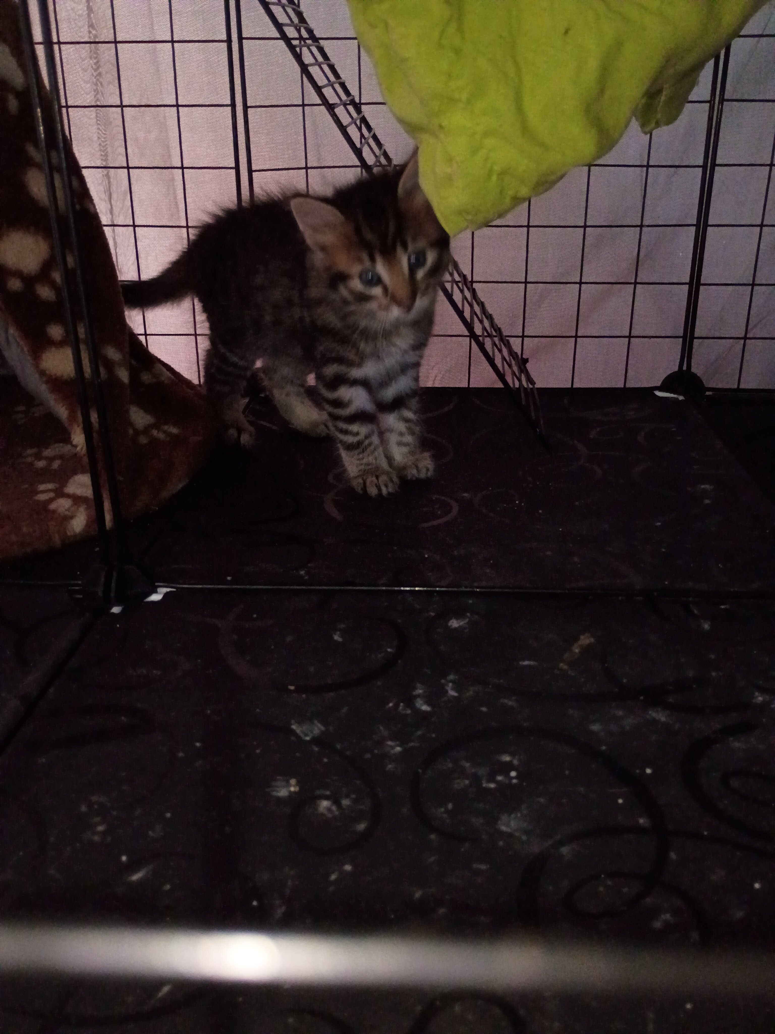 Kittens free to good home image 4