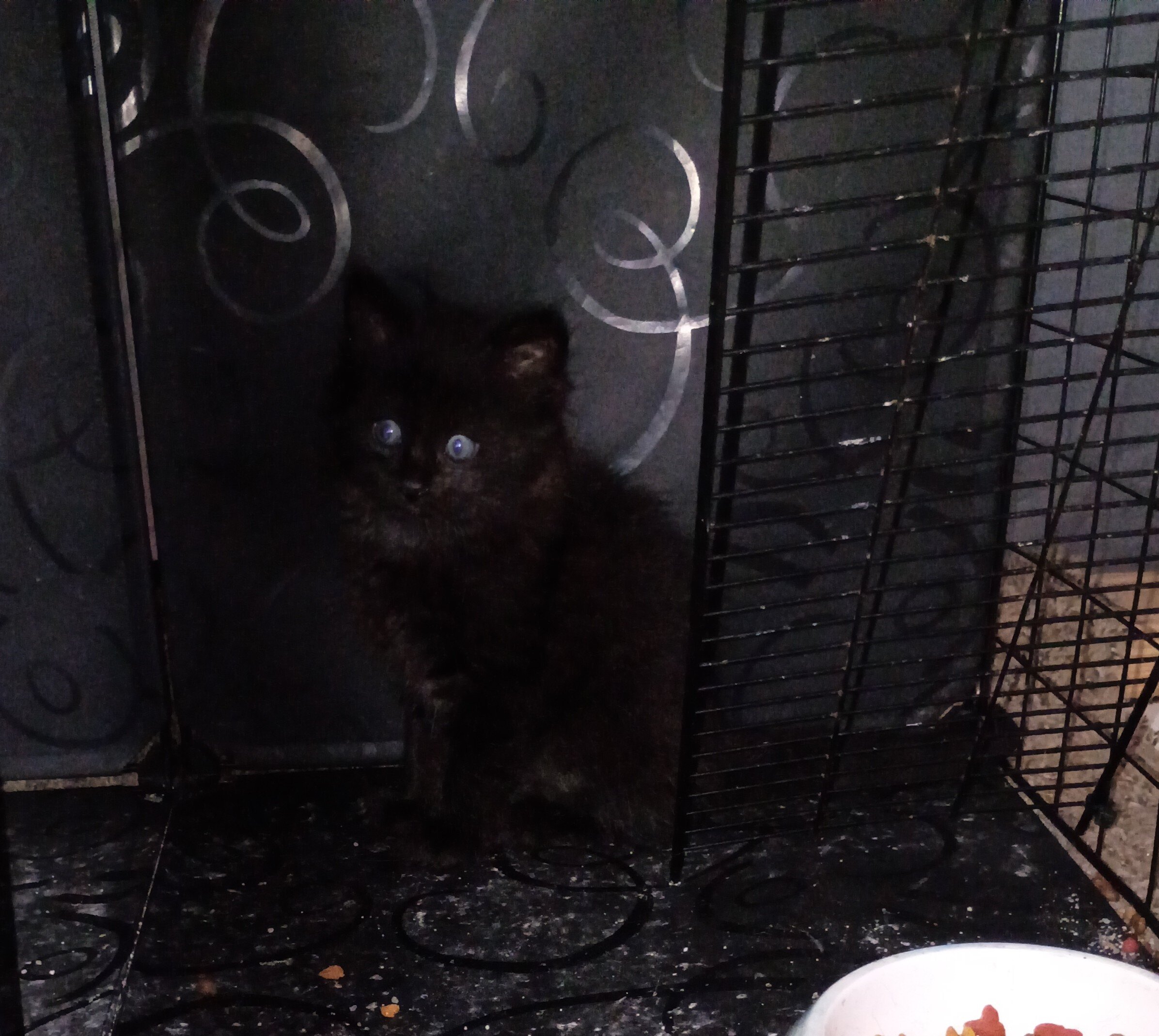Kittens free to good home image 8