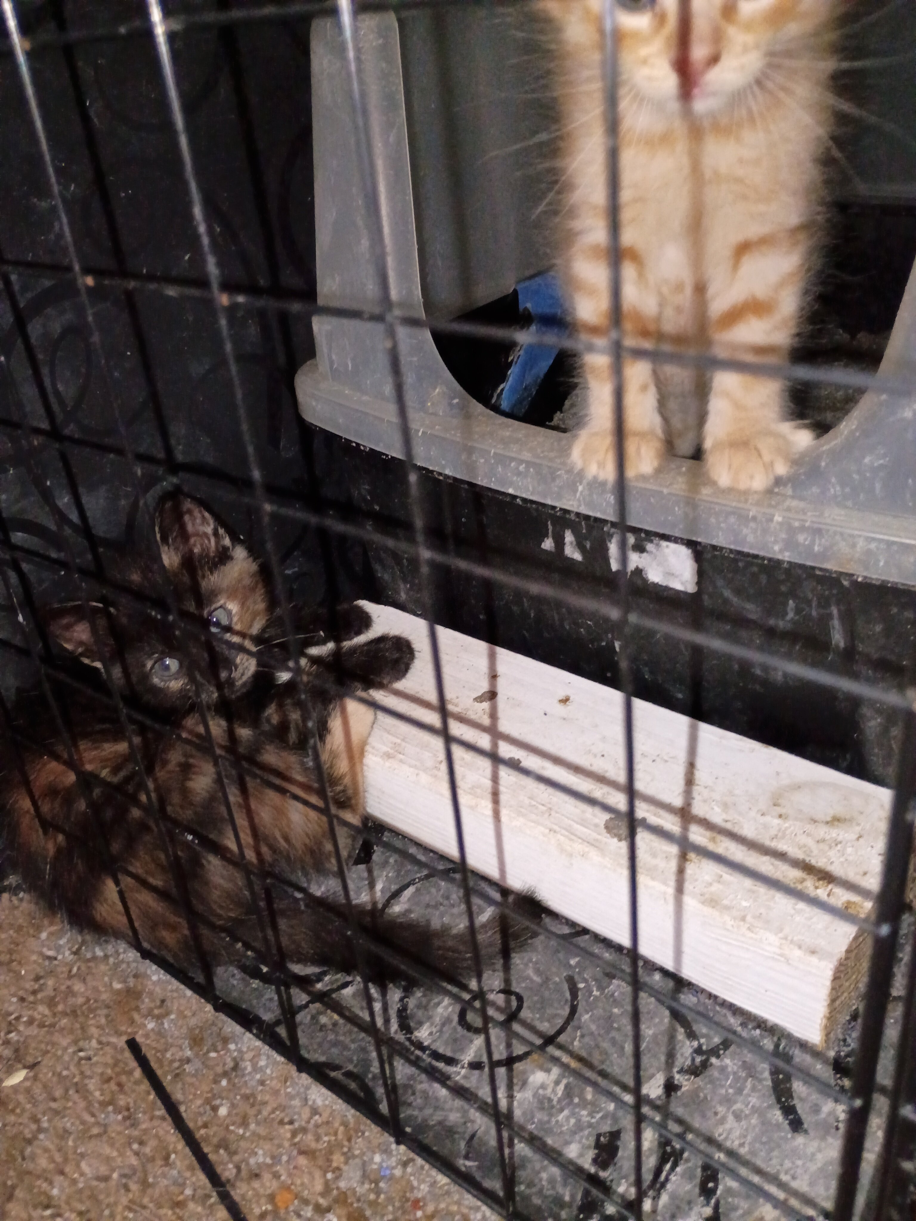 Kittens free to good home image 5