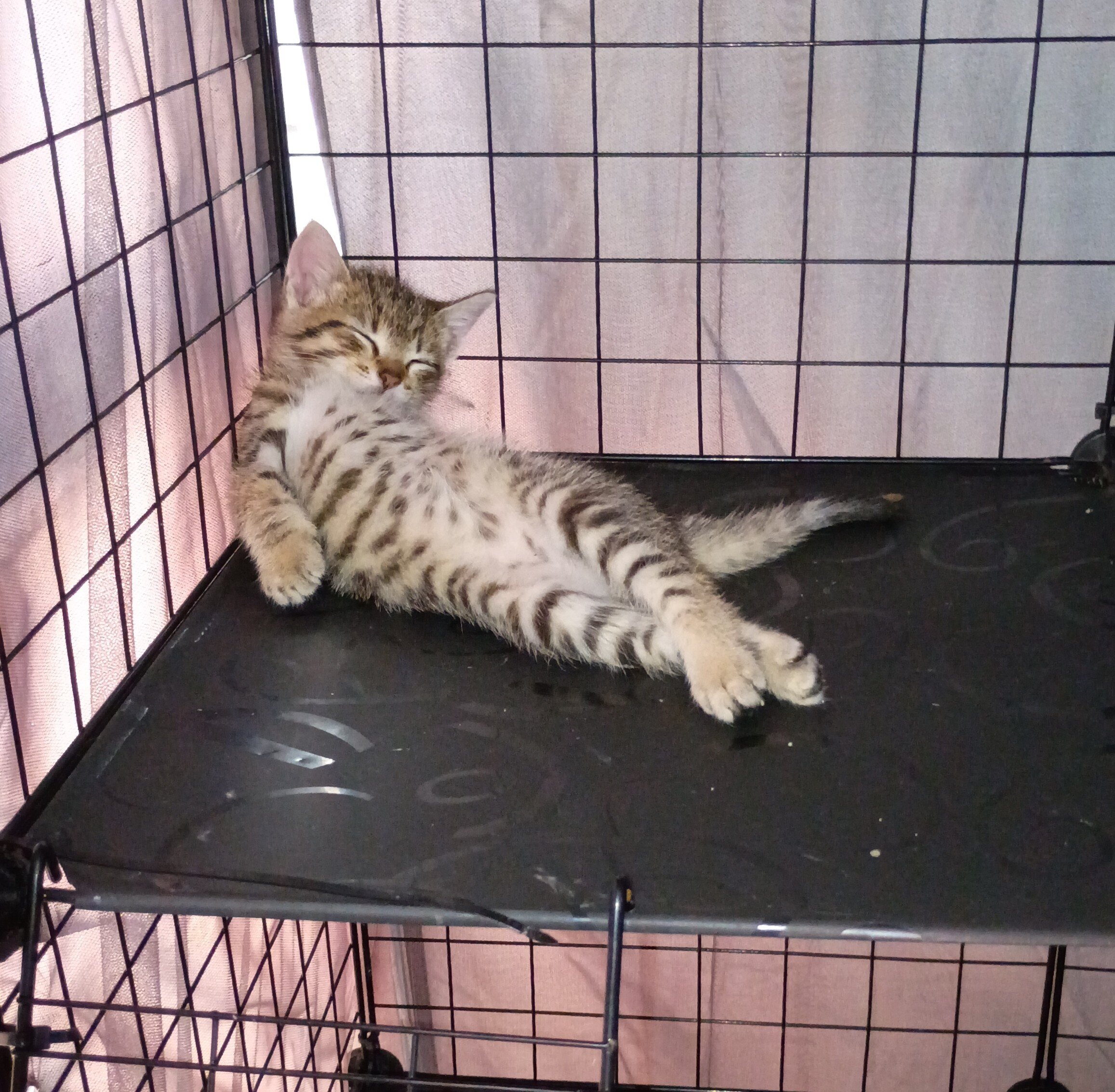 Kittens free to good home image 3