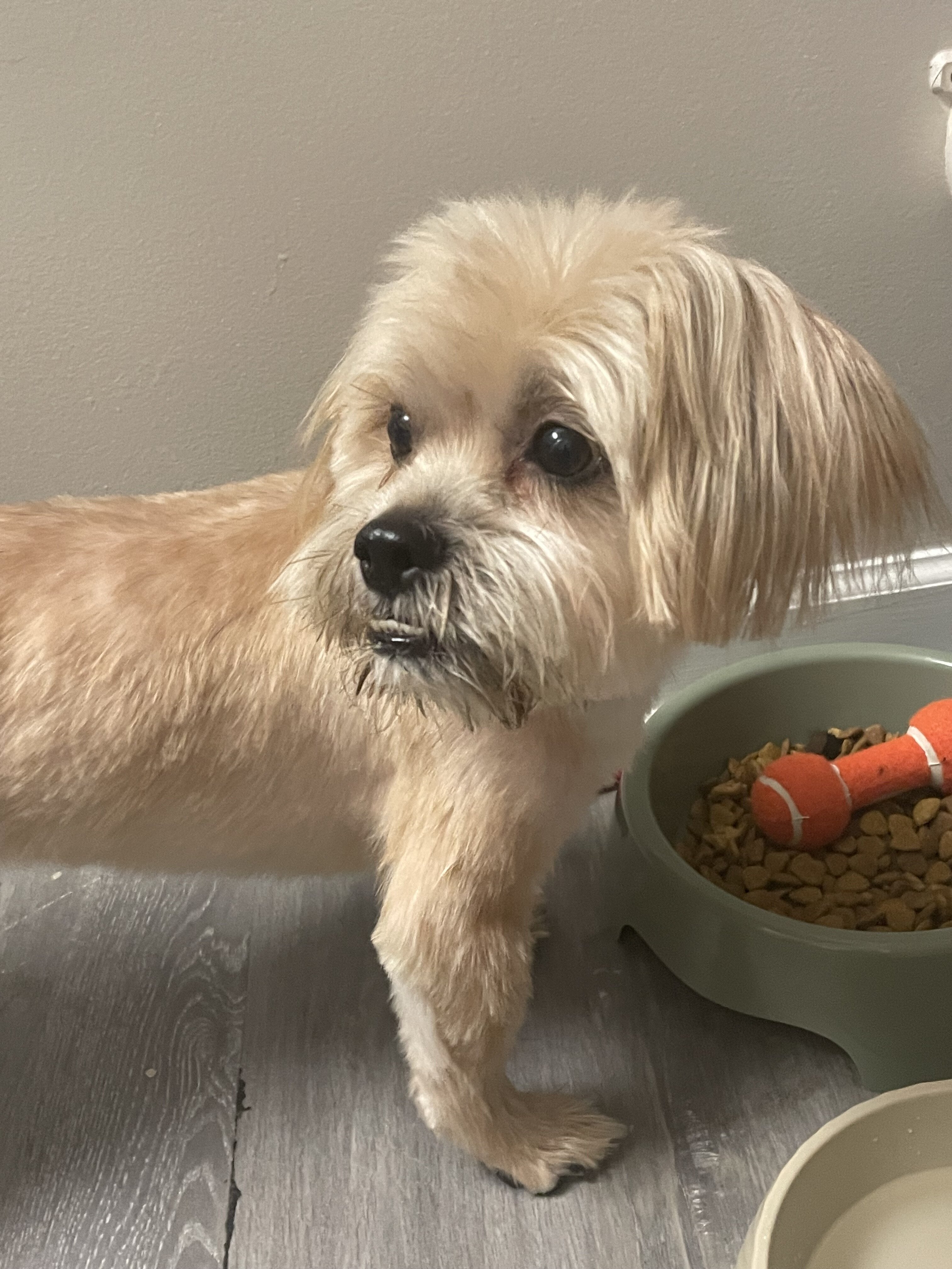 Pure bred Shih Tzu for sale! image 3