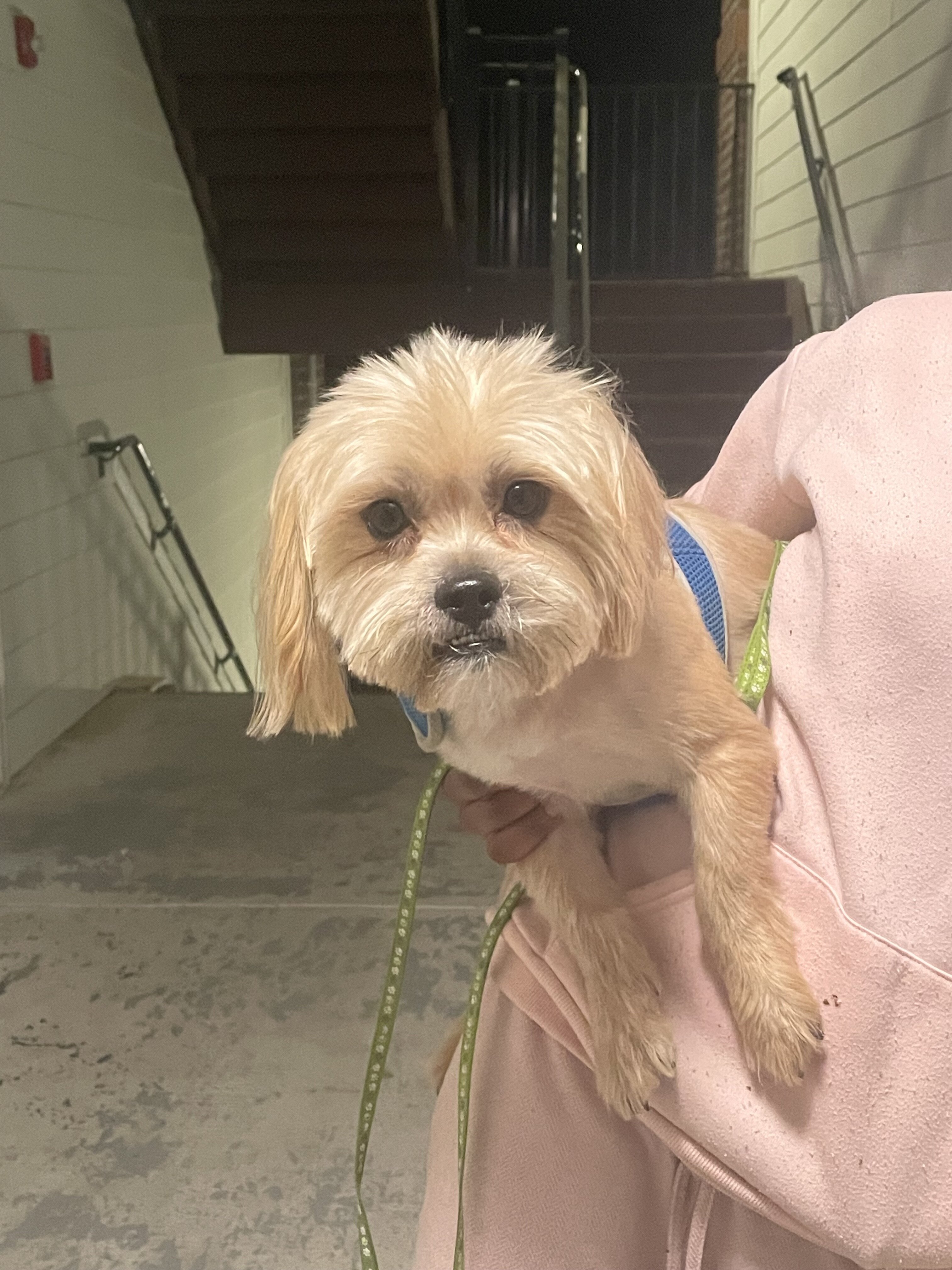 Pure bred Shih Tzu for sale! image 2