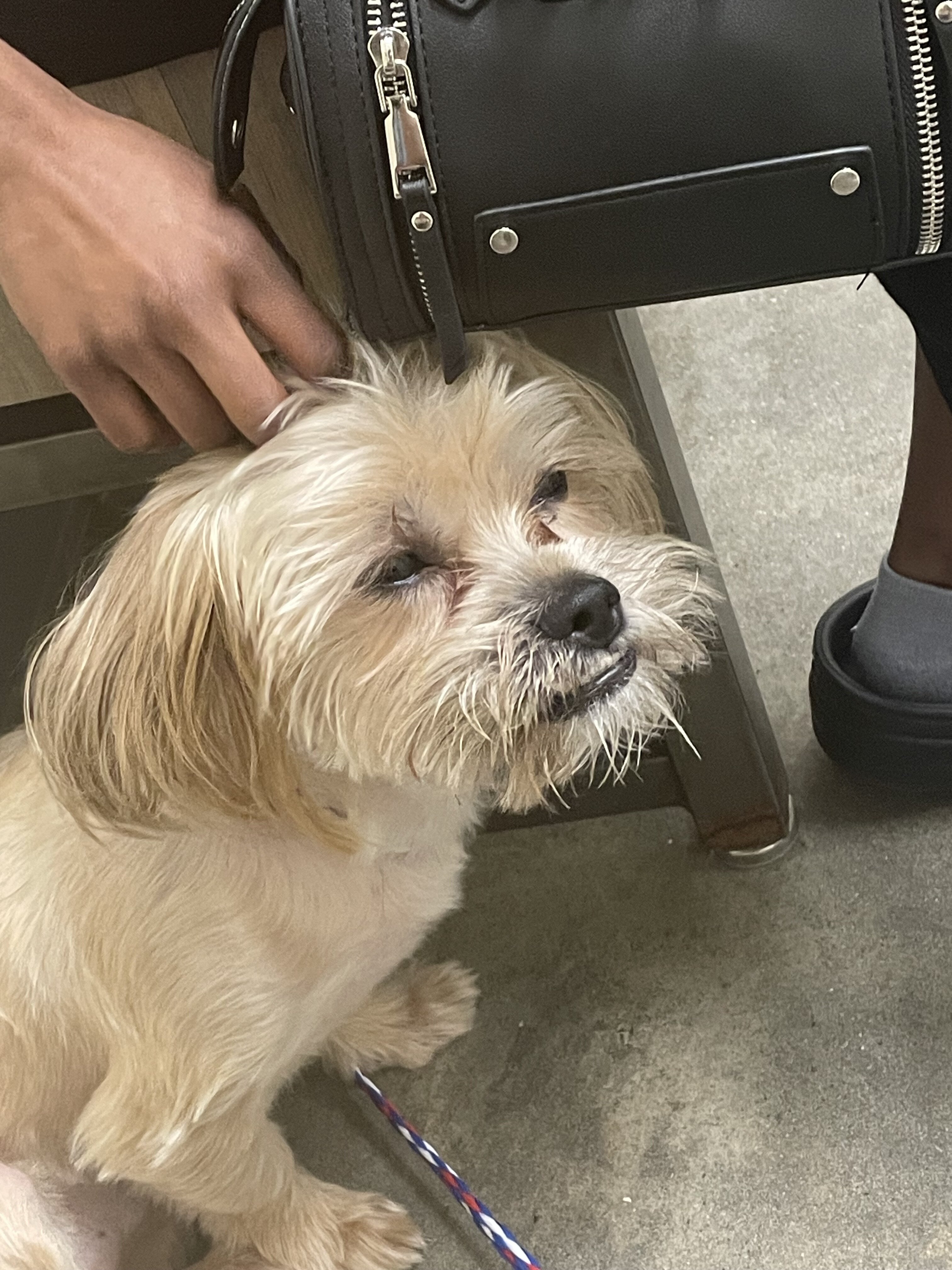 Pure bred Shih Tzu for sale! image 1
