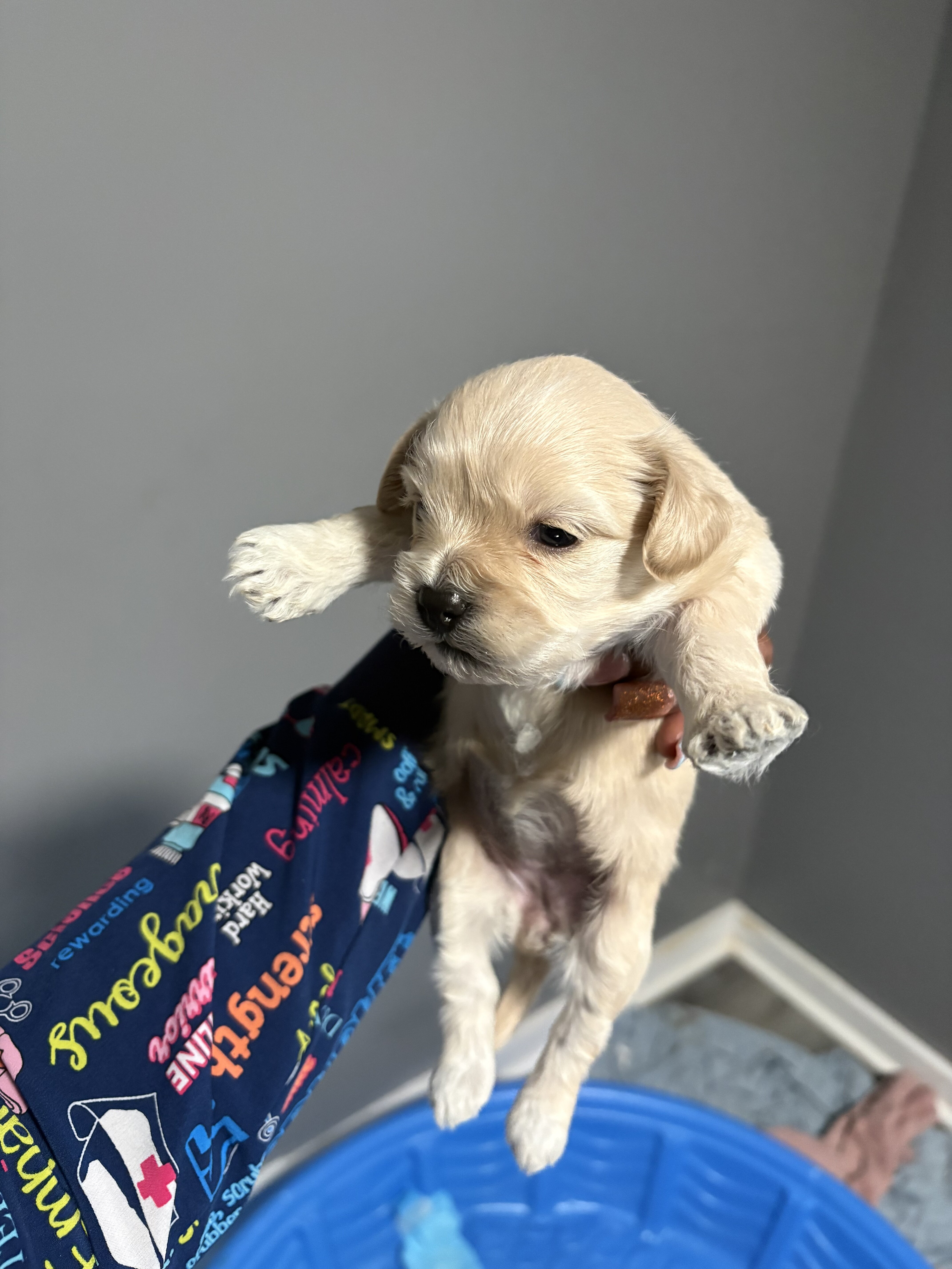 Maltipoo image 5