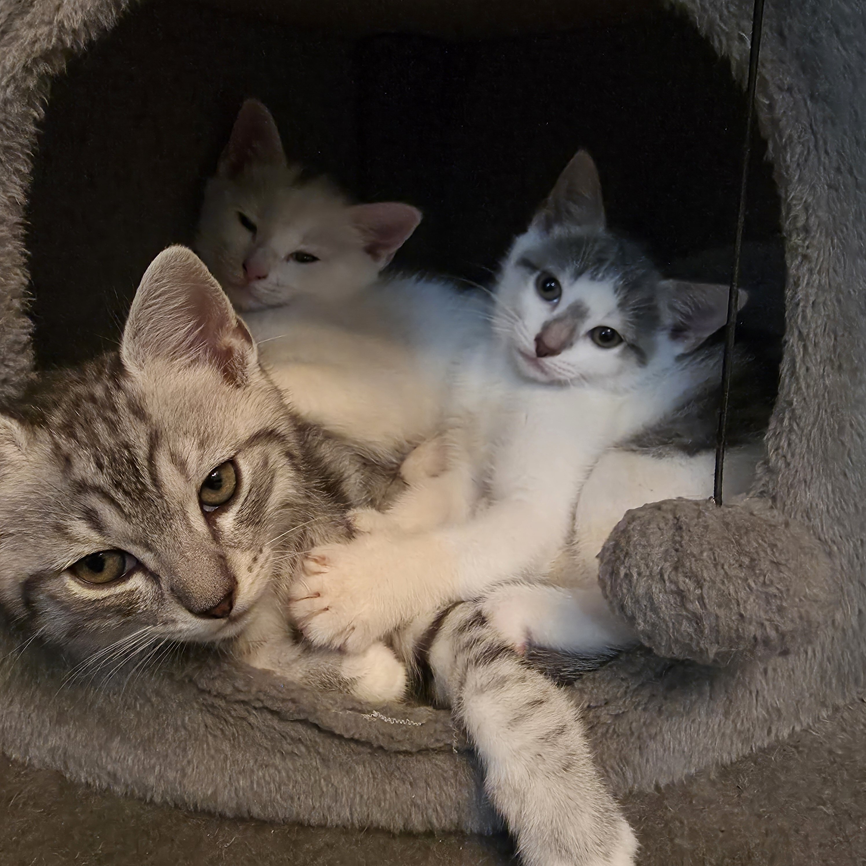 2 kittens left for free image 7