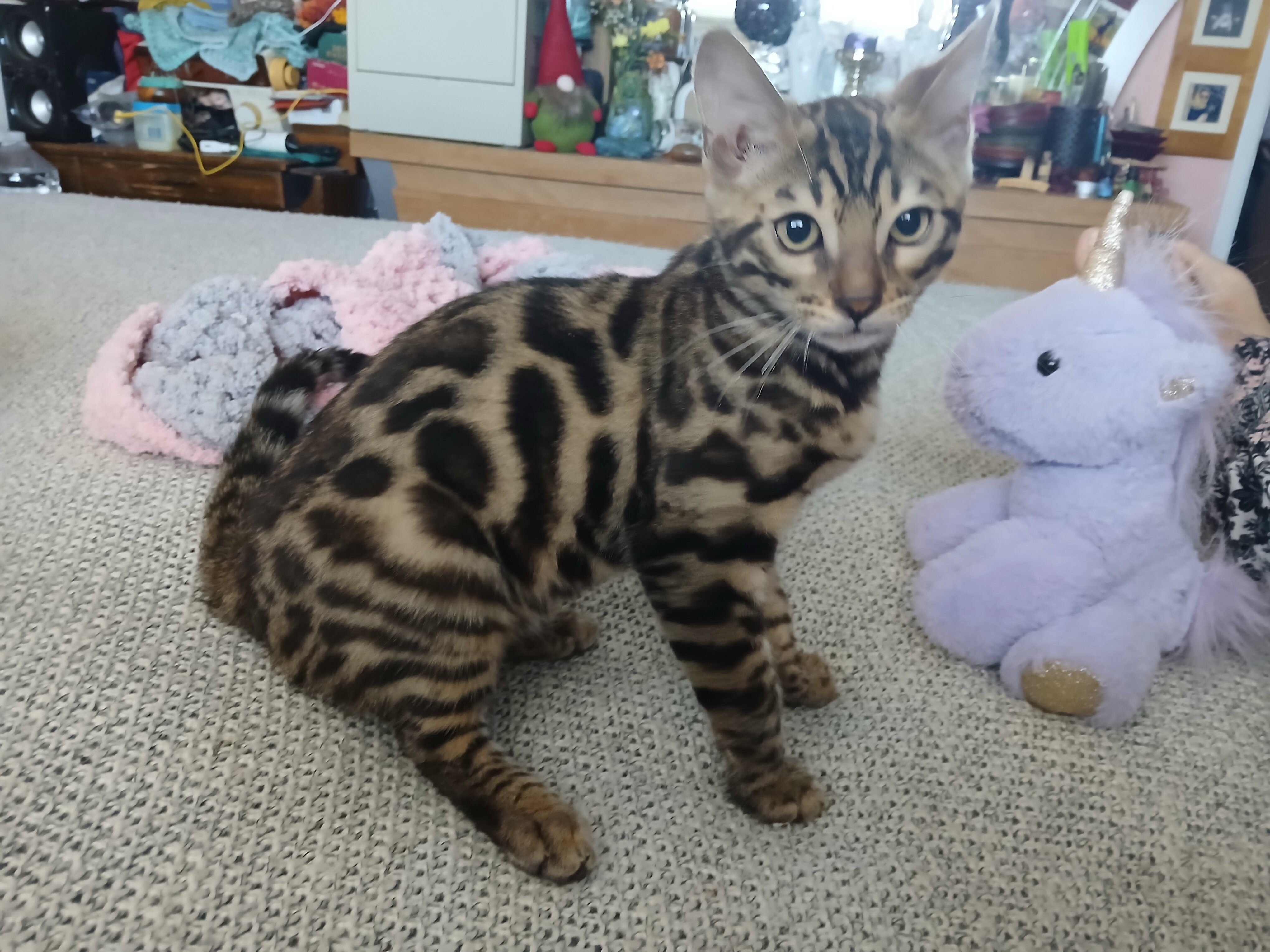 Bengal kitten image 5