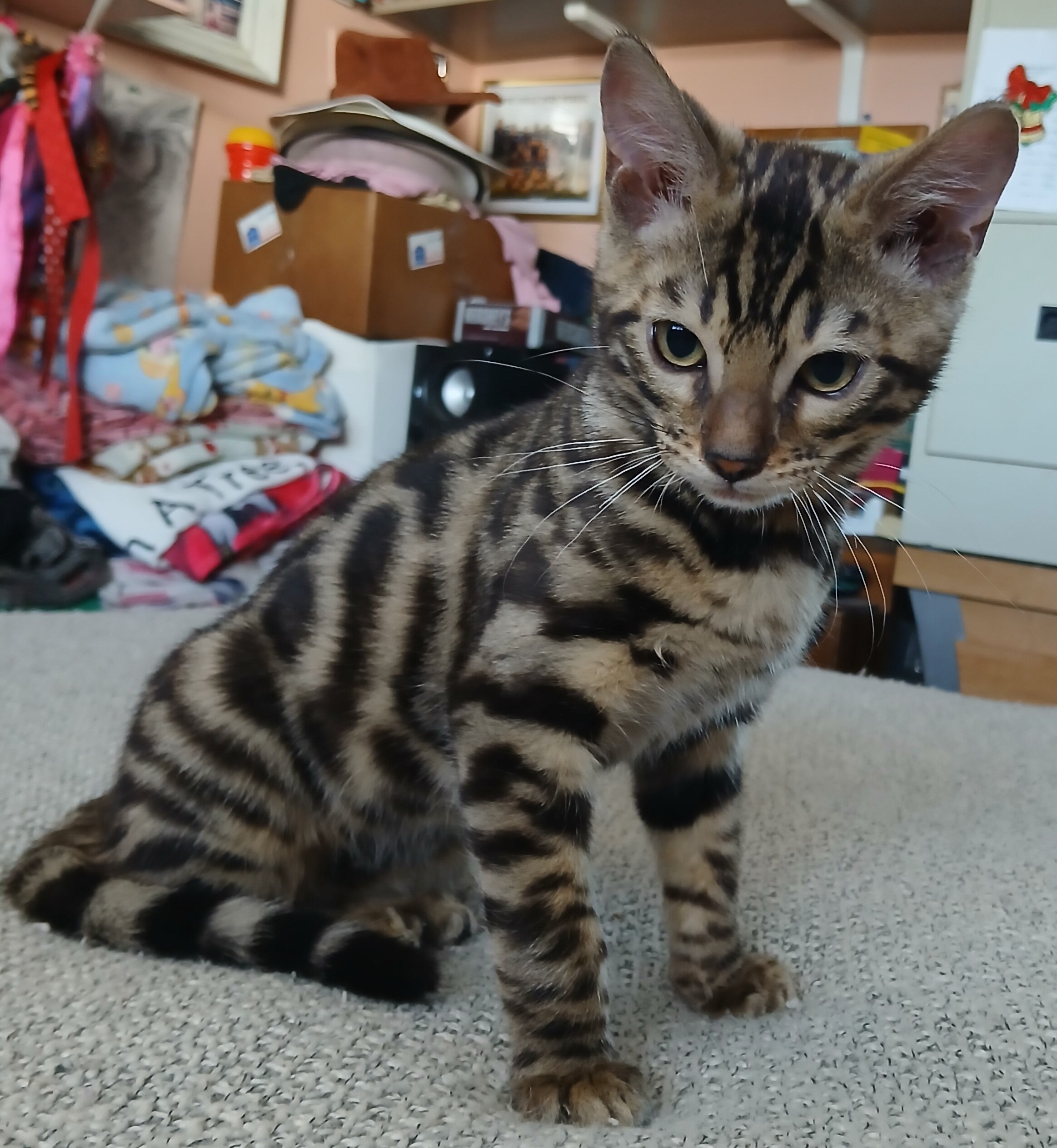 Bengal kitten image 9
