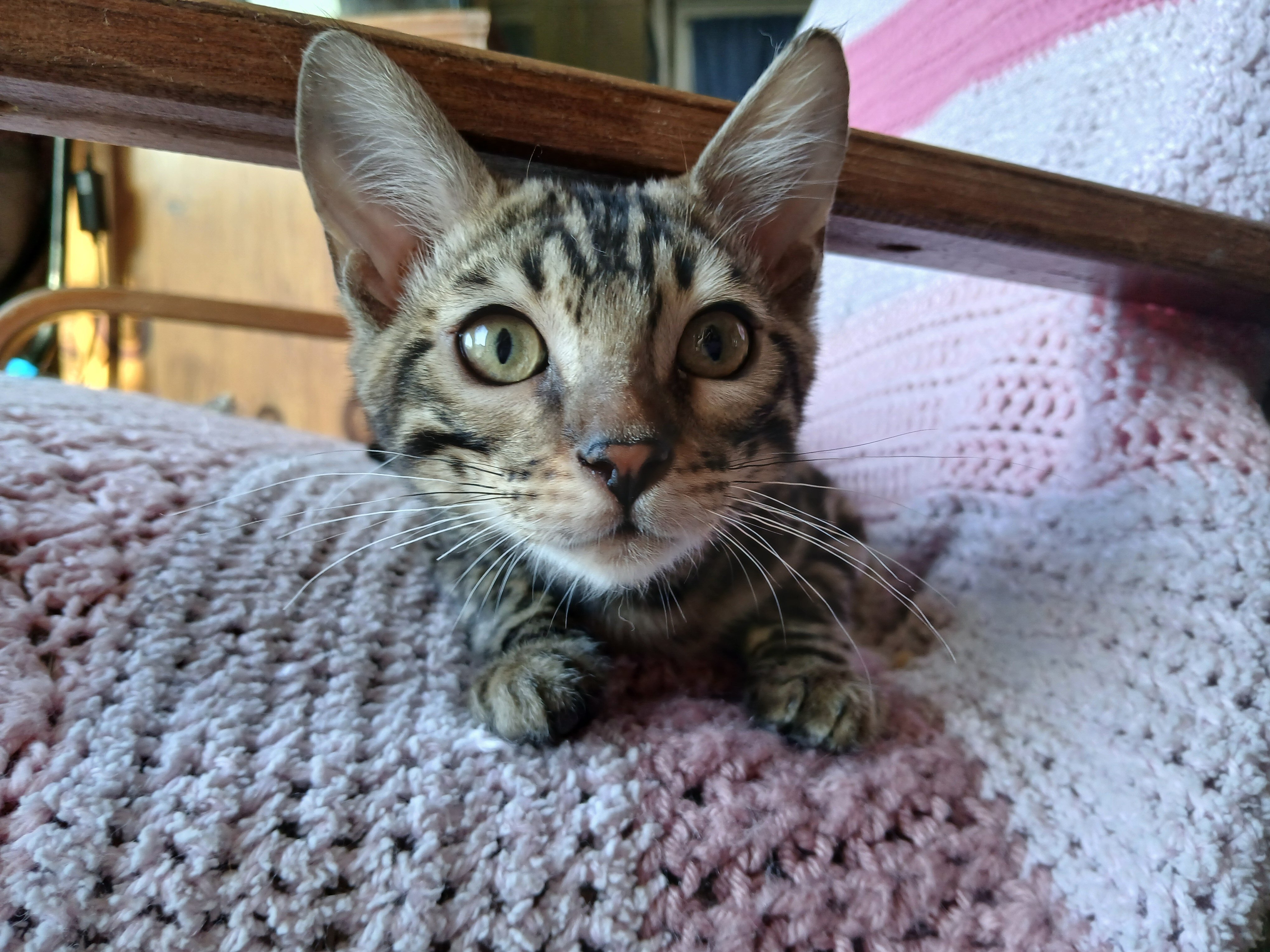 Bengal kitten image 8