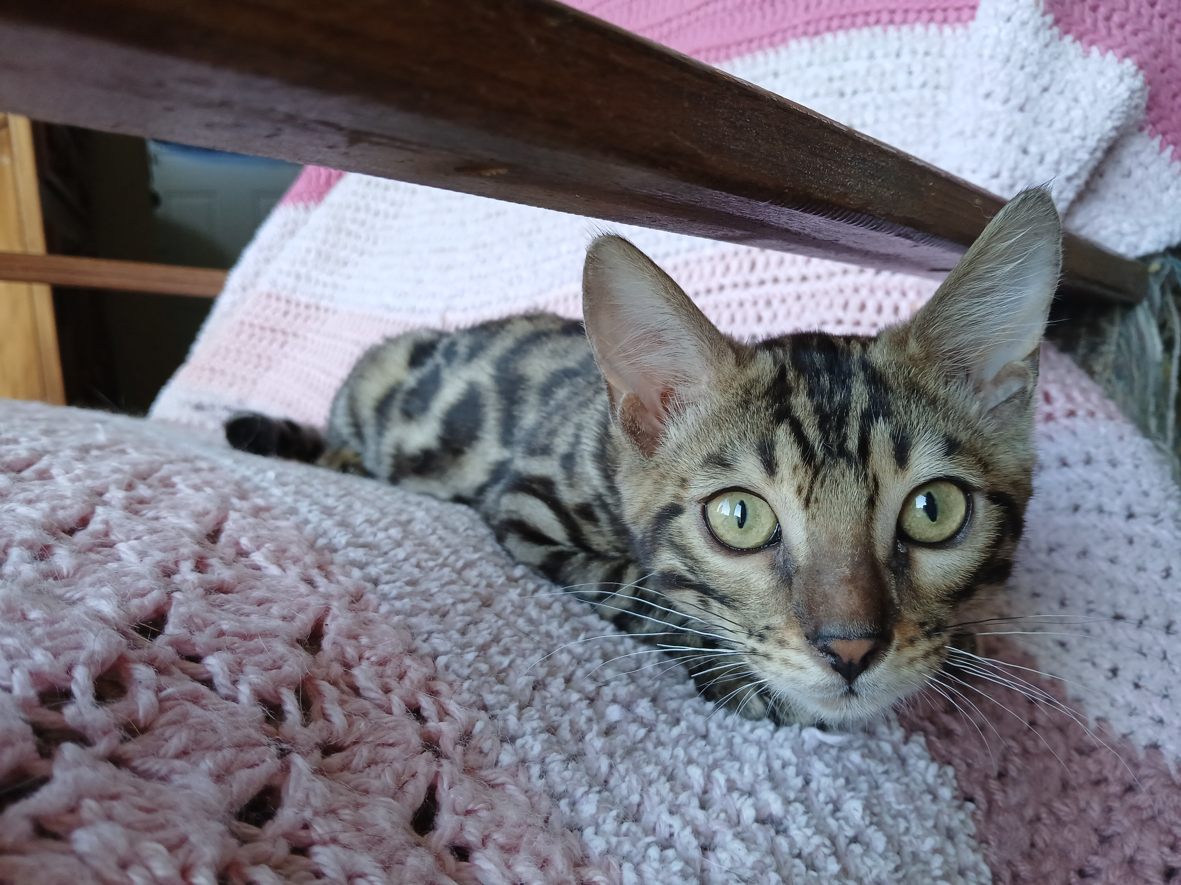 Bengal kitten image 10