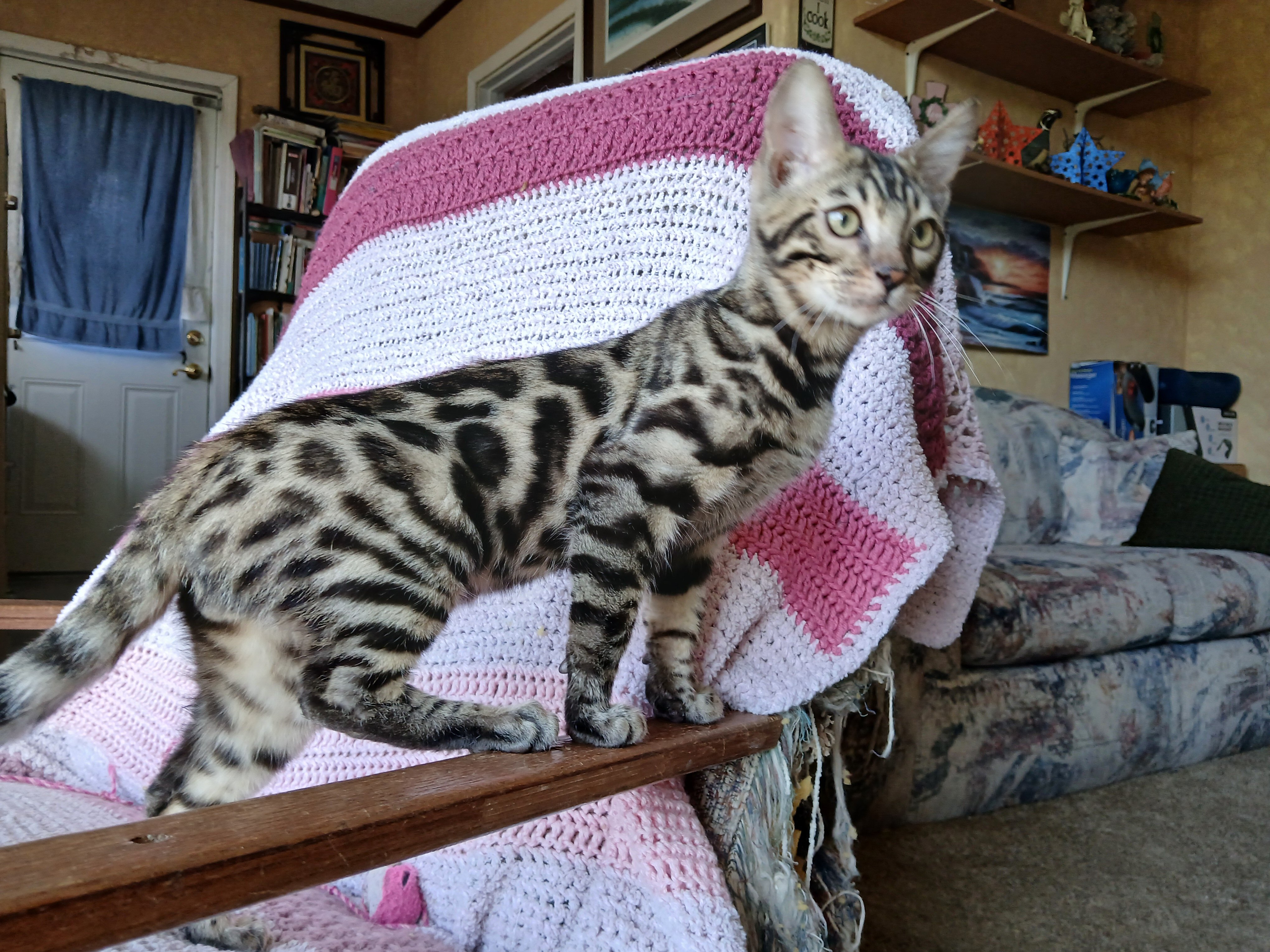 Bengal kitten image 1