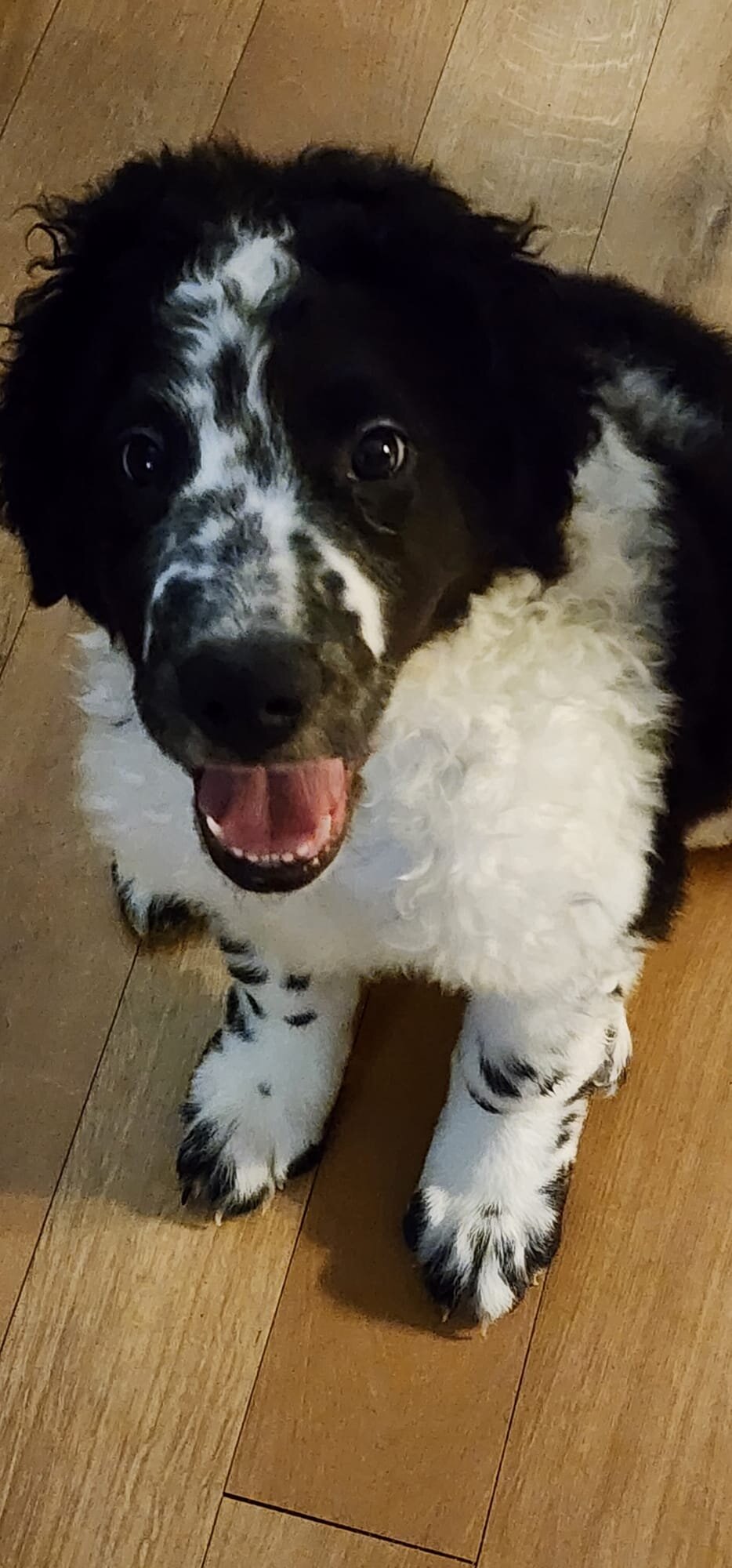 Newfidoodle Puppies 🐶 image 5
