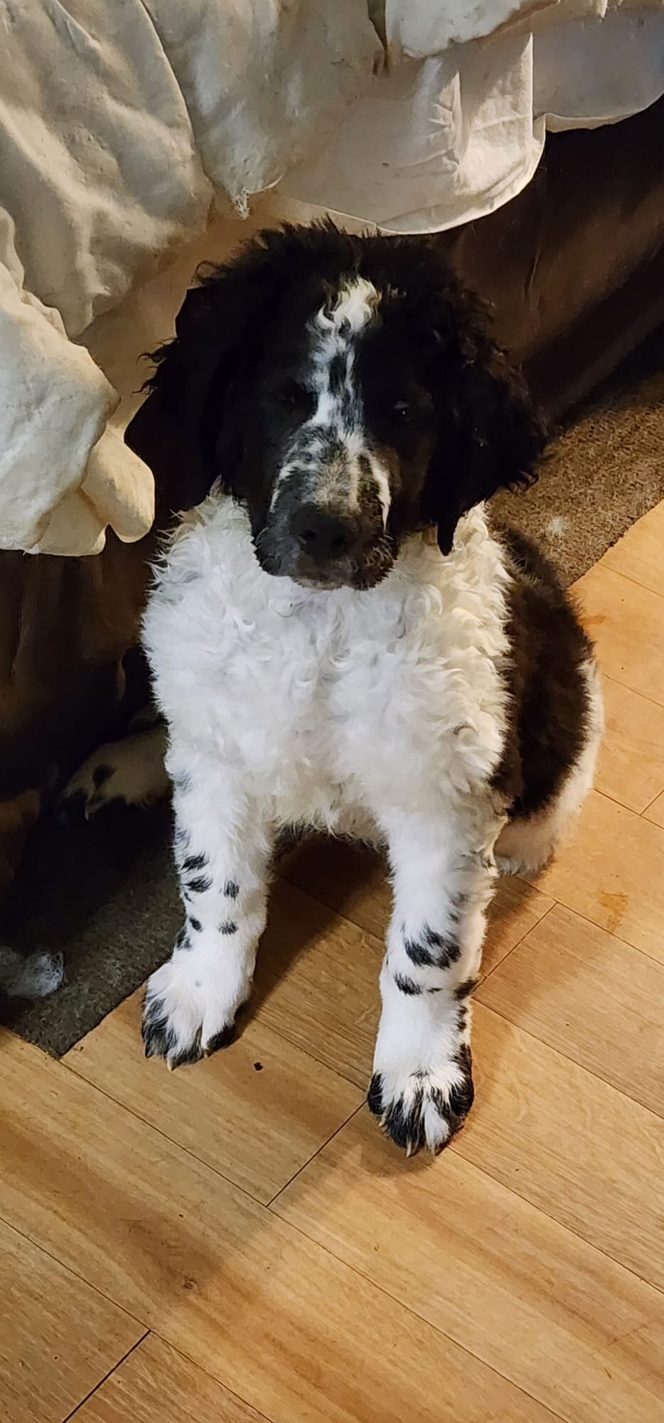 Newfidoodle Puppies 🐶 image 4