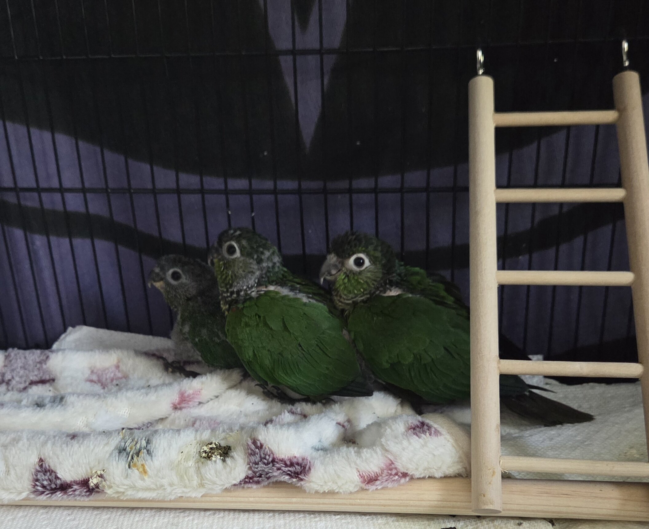 2 Beautiful Hybrid Conure Chicks image 1