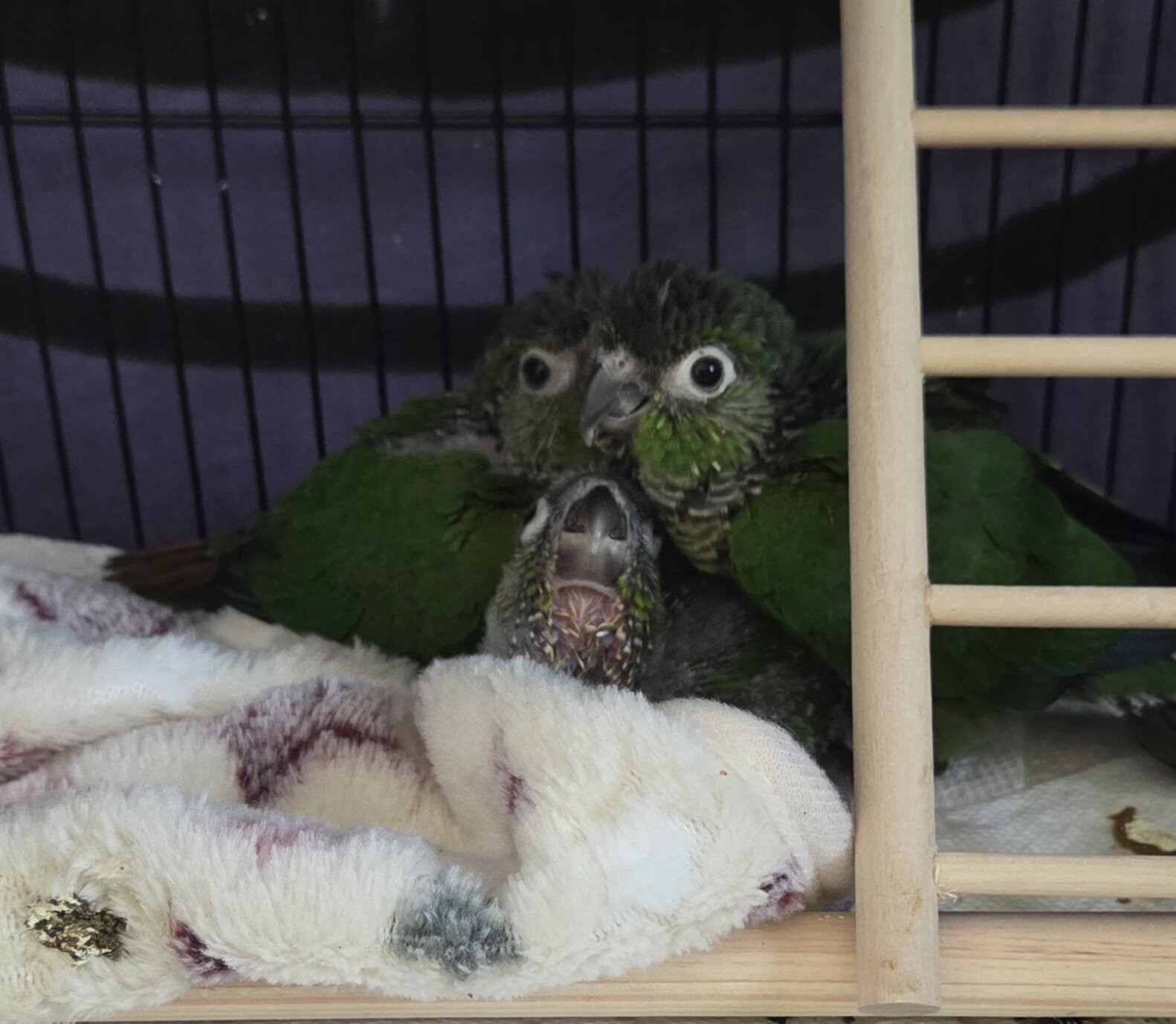 2 Beautiful Hybrid Conure Chicks image 2