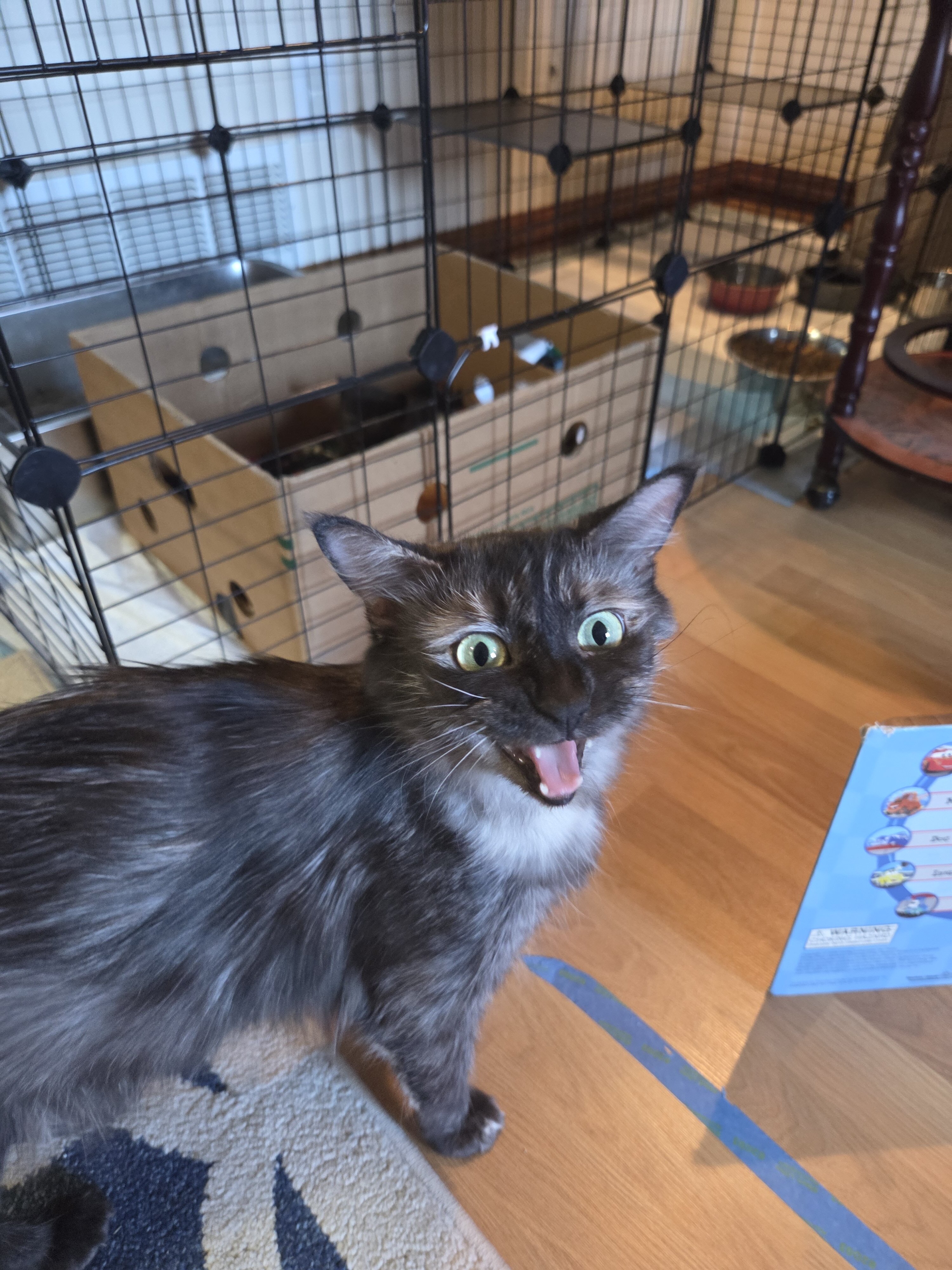 4 Beautiful Maine Coon Kittens! Farmington, MN image 9