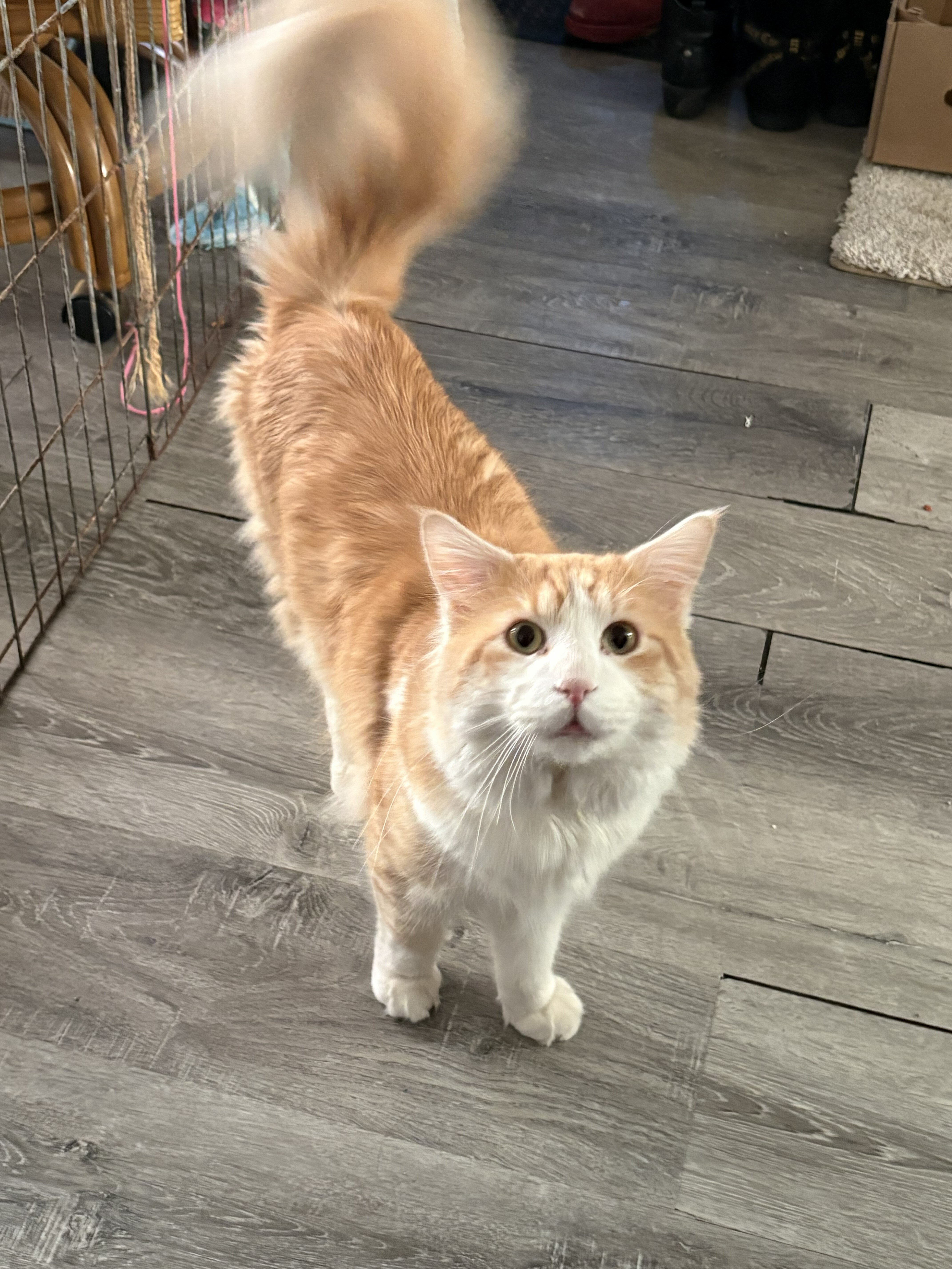 4 Beautiful Maine Coon Kittens! Farmington, MN image 10