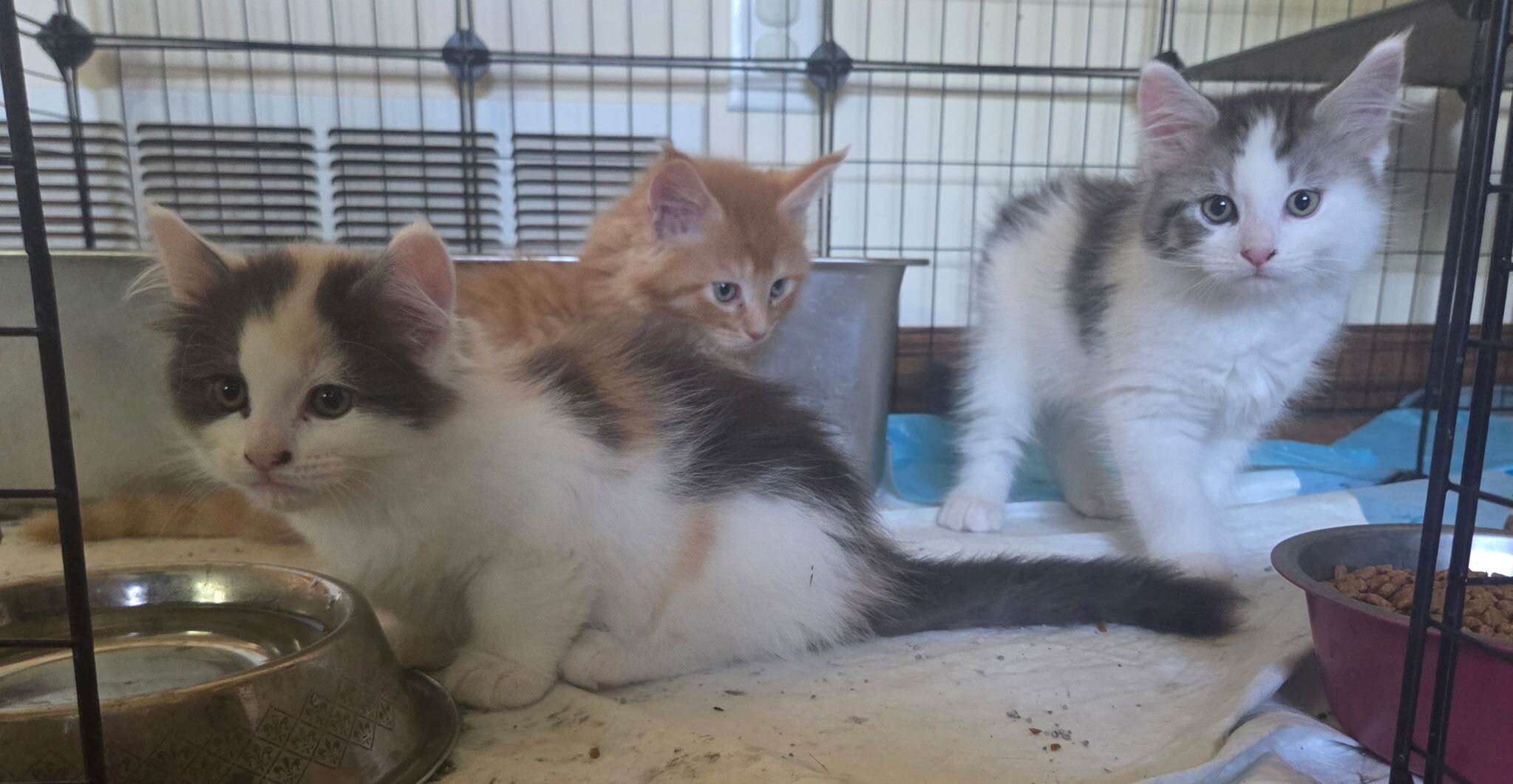 4 Beautiful Maine Coon Kittens! Farmington, MN image 2