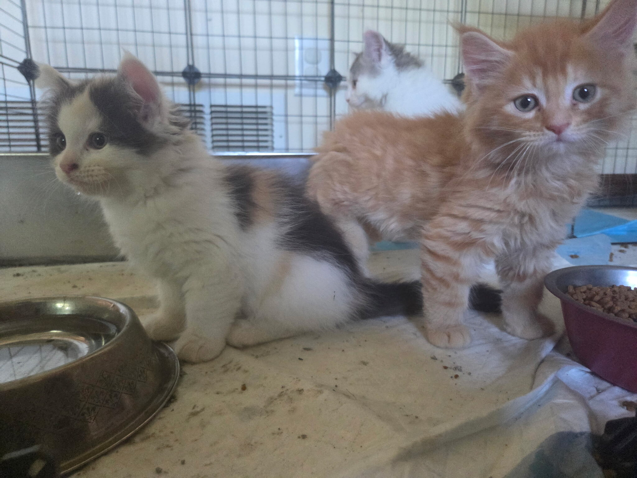 4 Beautiful Maine Coon Kittens! Farmington, MN image 3