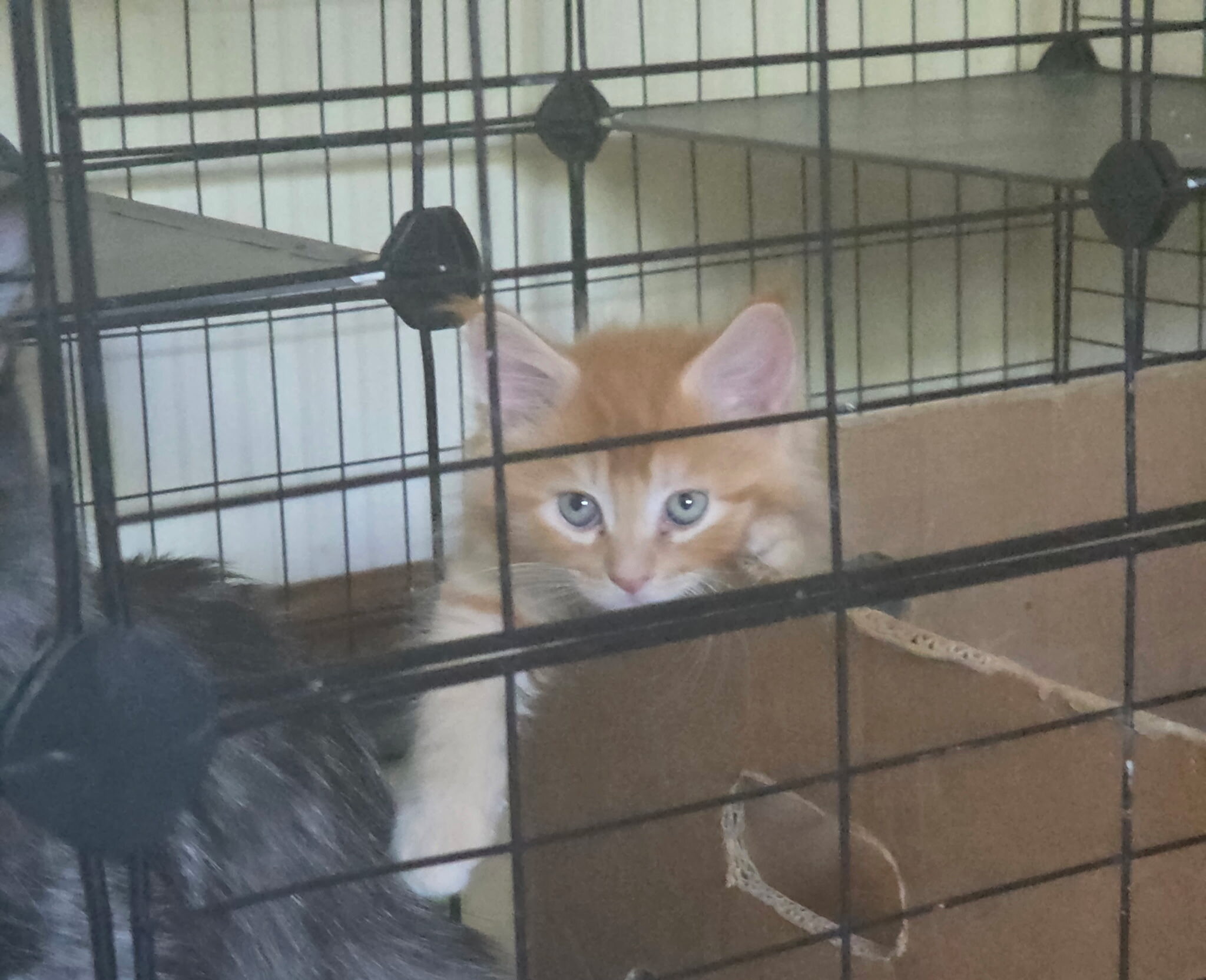 4 Beautiful Maine Coon Kittens! Farmington, MN image 4