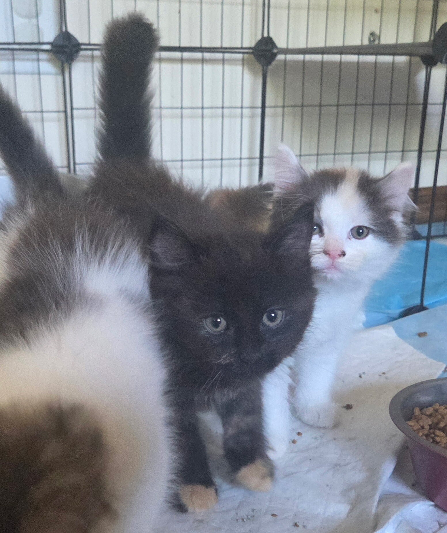 4 Beautiful Maine Coon Kittens! Farmington, MN image 5