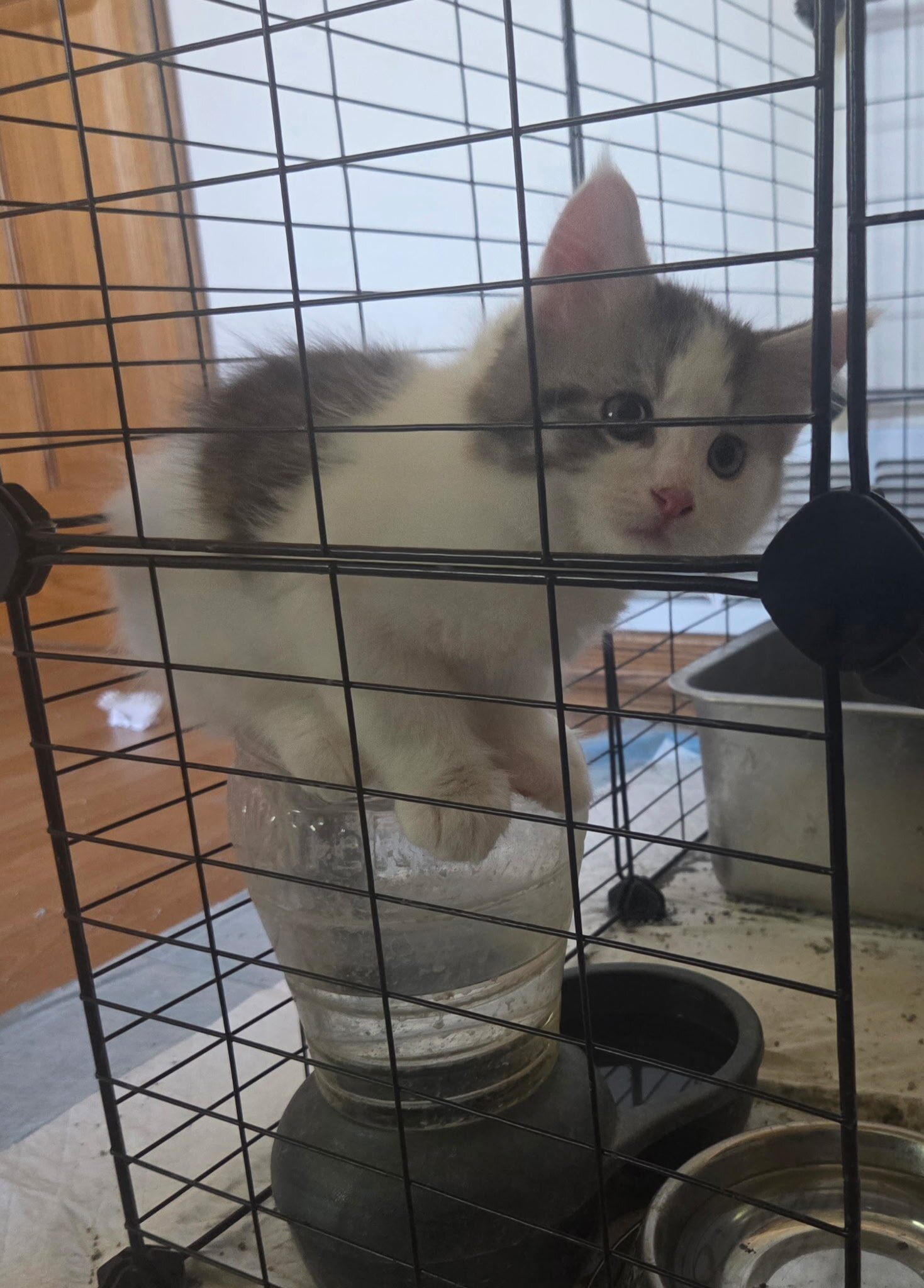 4 Beautiful Maine Coon Kittens! Farmington, MN image 6